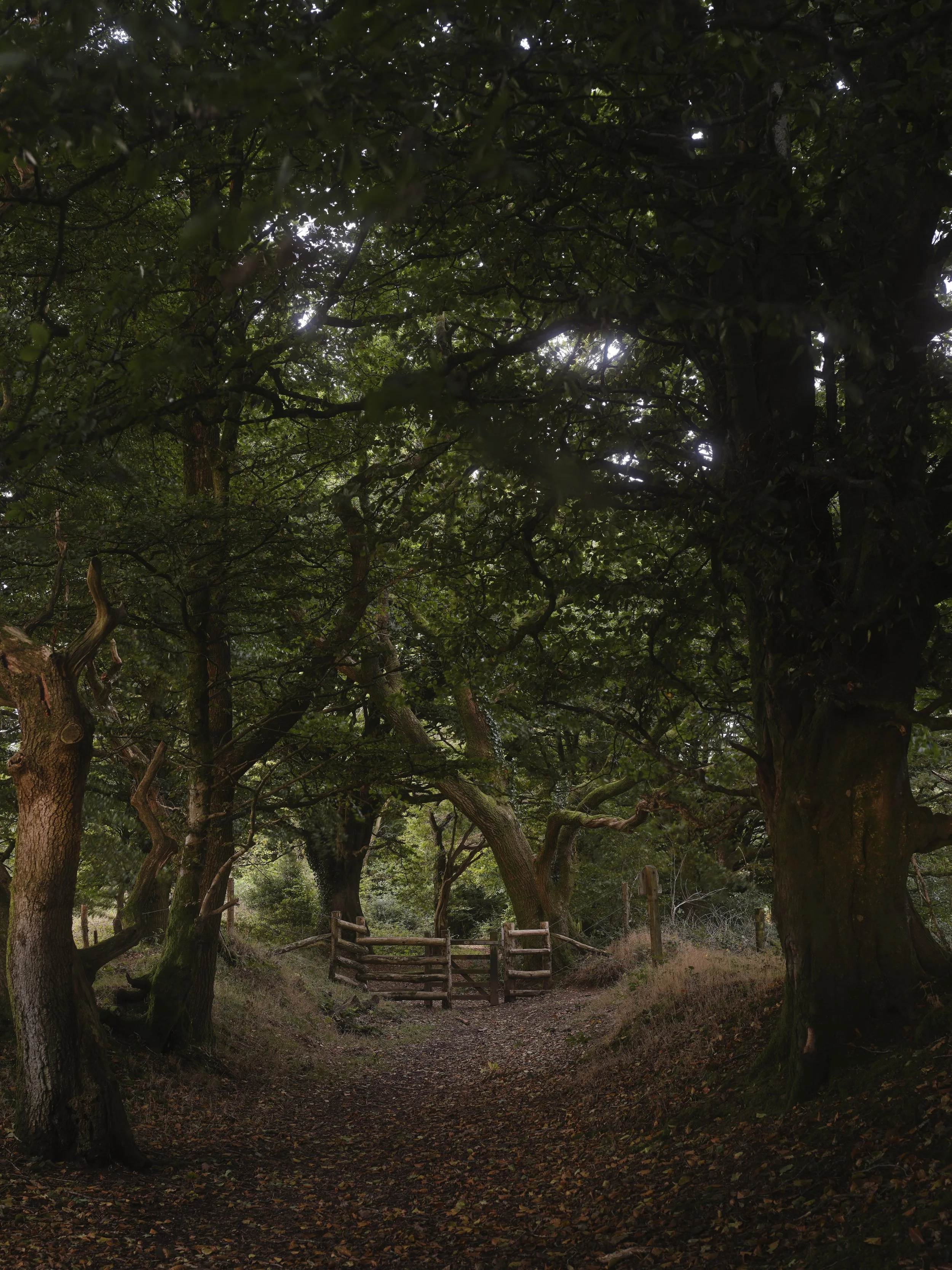A wooded outdoor scene with large trees and a dirt path leading to a wooden fence. Overcast sky with diffused sunlight filtering through the tree leaves.