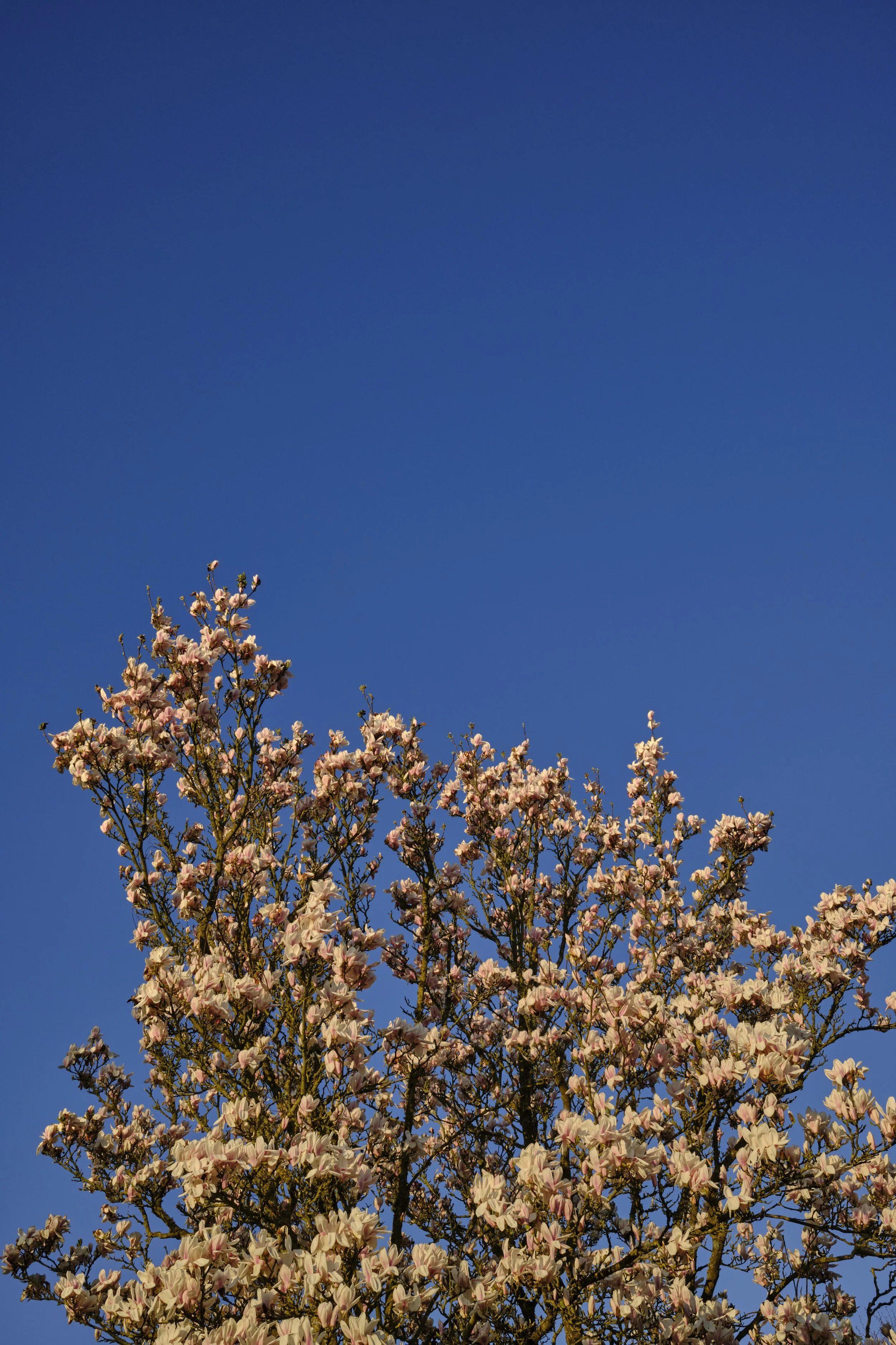 DSCF2626.jpg