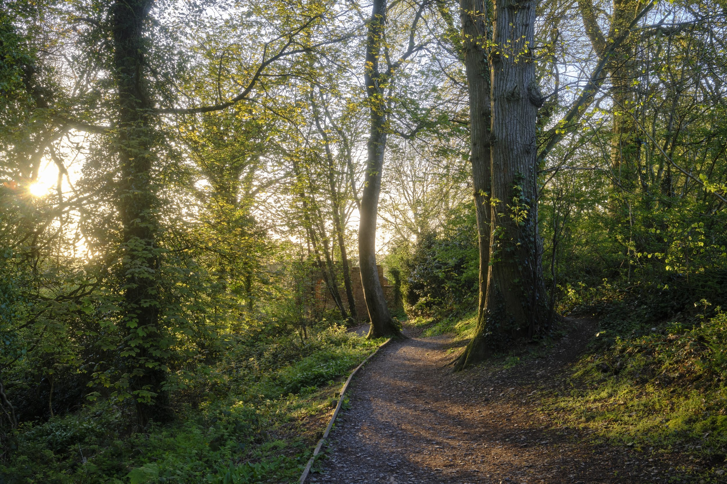 Sunlight filters through the trees and leafy branches of a forest, illuminating a dirt path that curves through the woods.