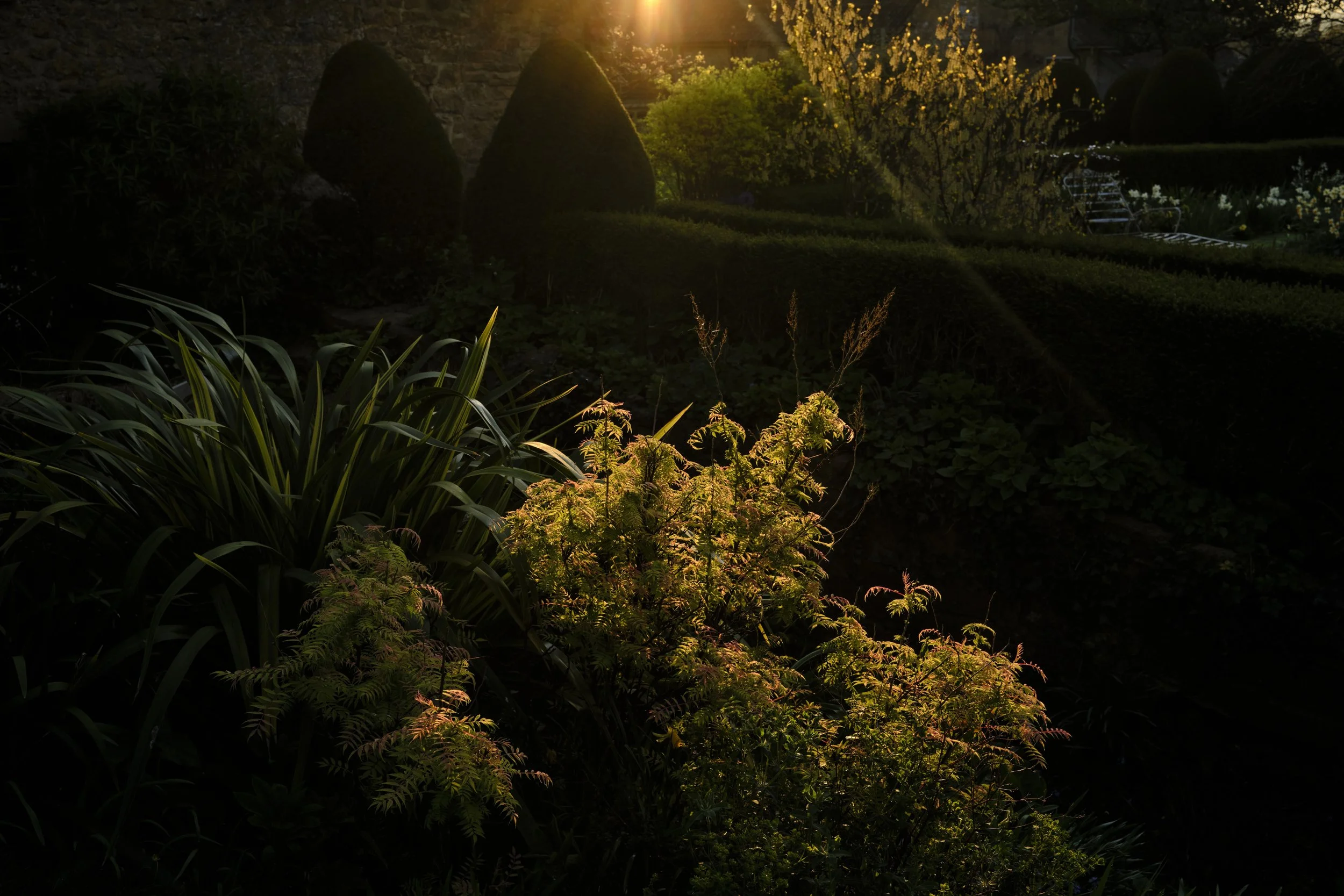 Copyright Laurence Cummins Photography / East Lambrook Manor Gardens - 