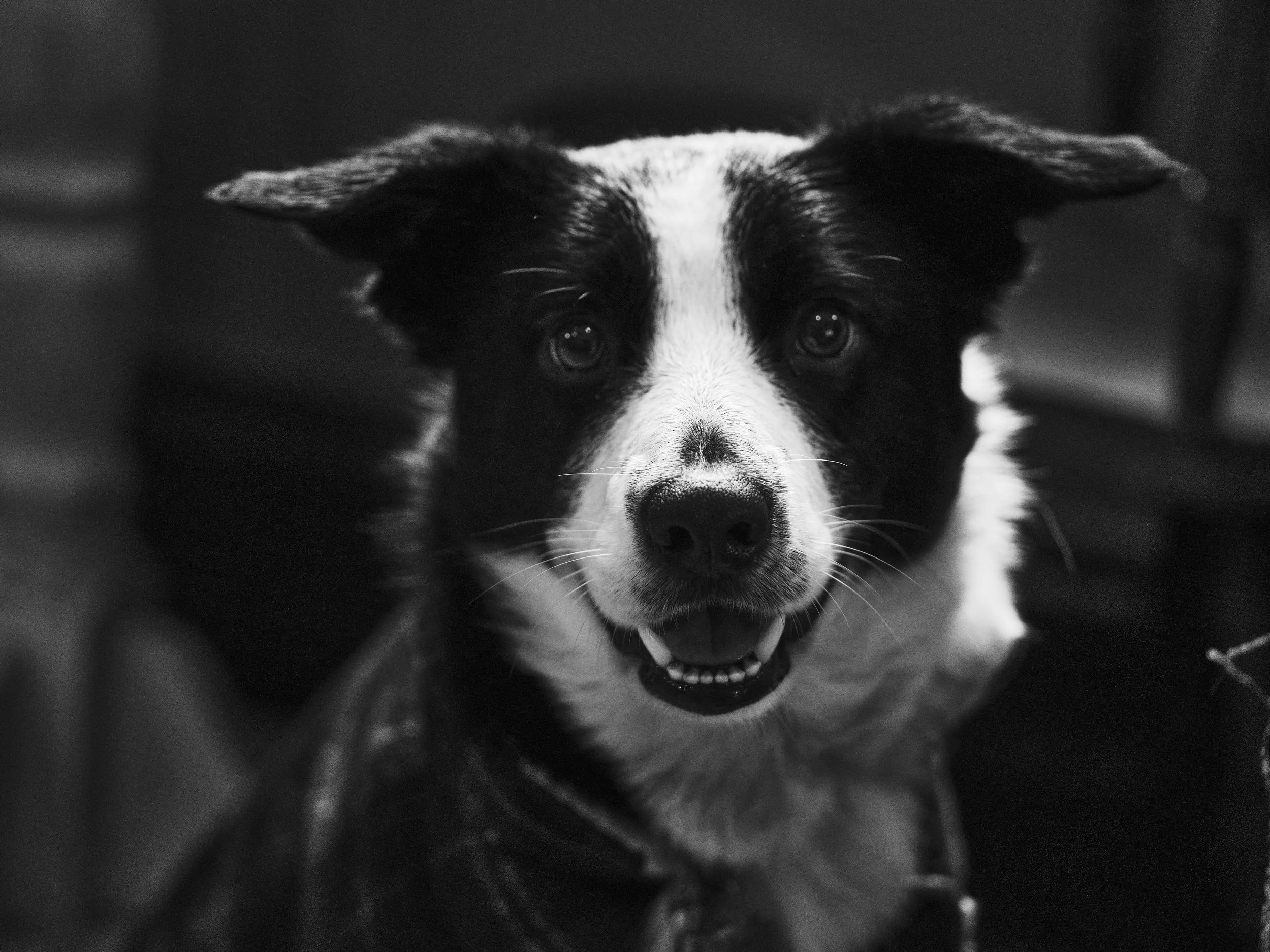 (c) Laurence Cummins Photography - English specialist medium format wedding & portrait photography based in Somerset UK, covering all of England - Dog photography close-up of a Border Collie puppy with bright eyes, its mouth slightly open.