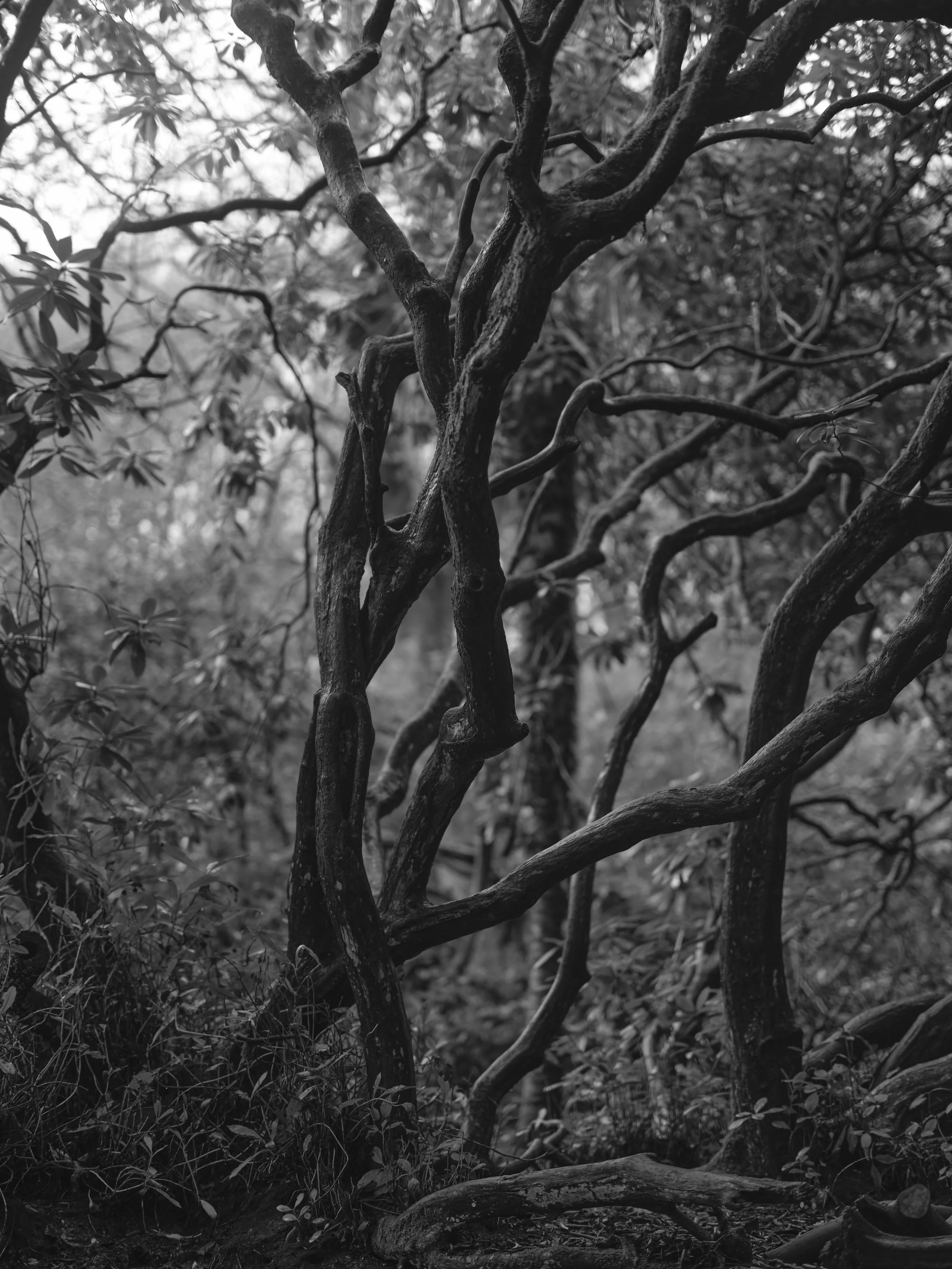 Copyright Laurence Cummins Photography - Black and white photograph of a twisted, gnarled tree with multiple branches, surrounded by foliage and smaller plants.