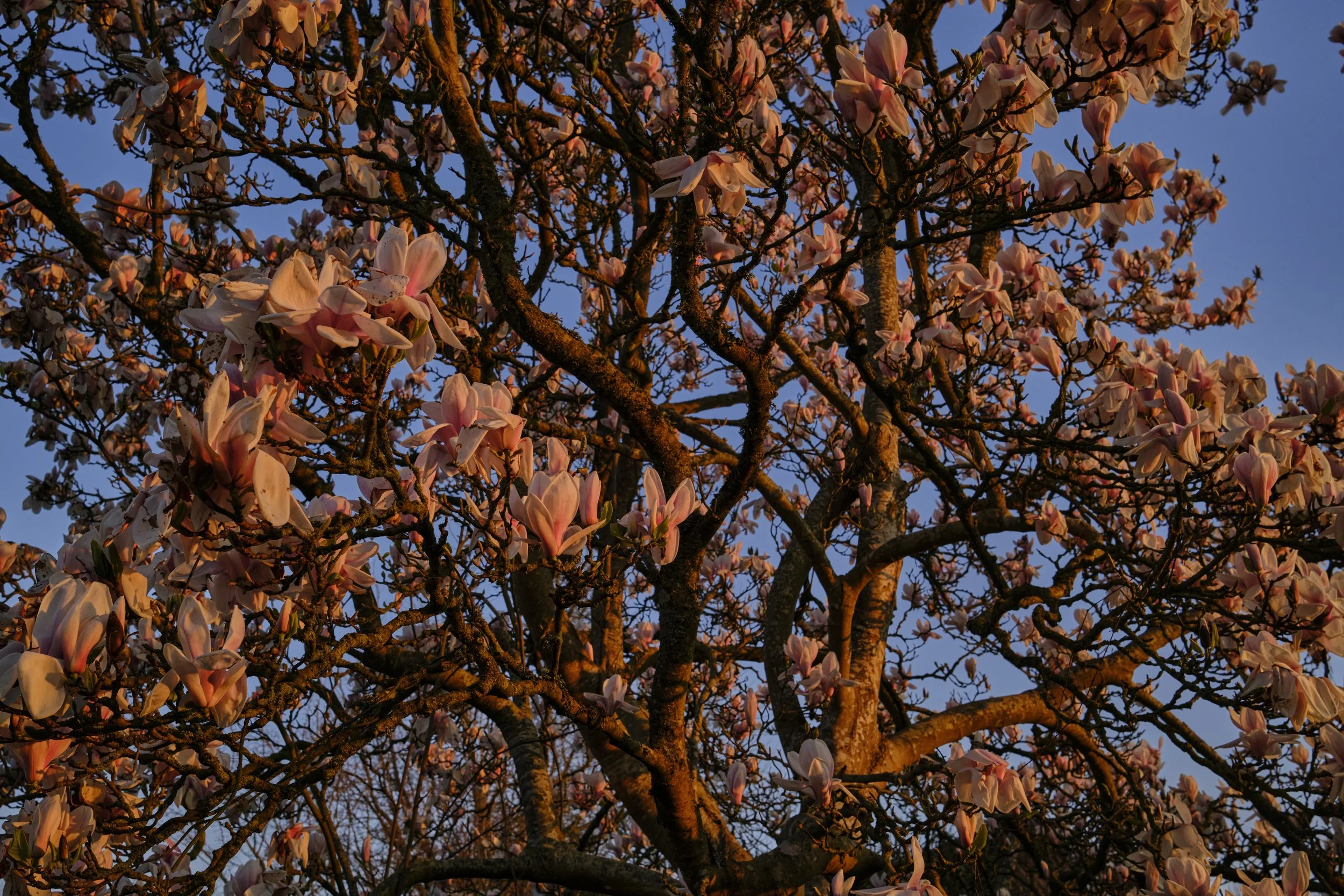 DSCF2364.jpg