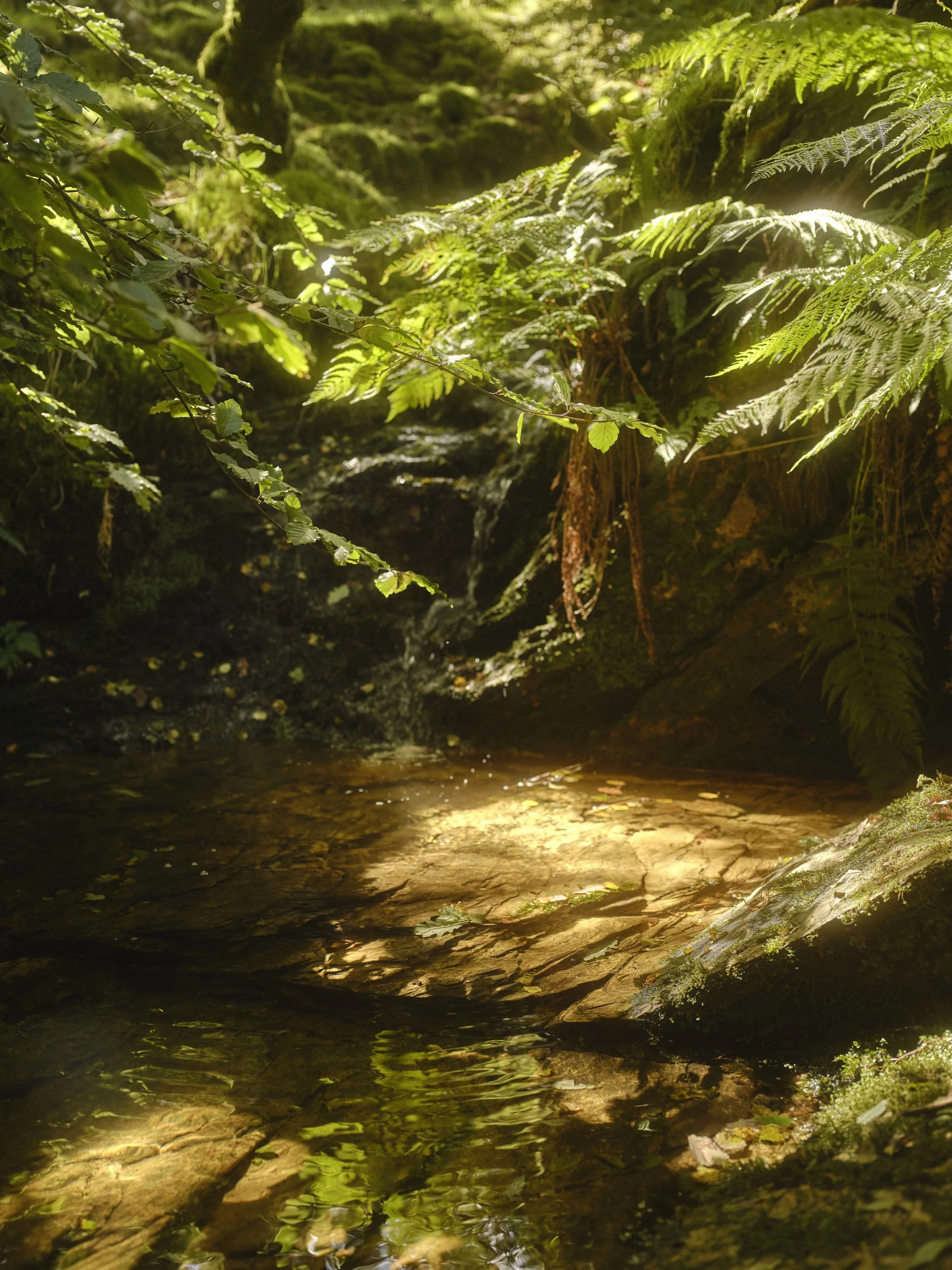 A small stream flowing through a lush green forest with ferns and moss-covered rocks.