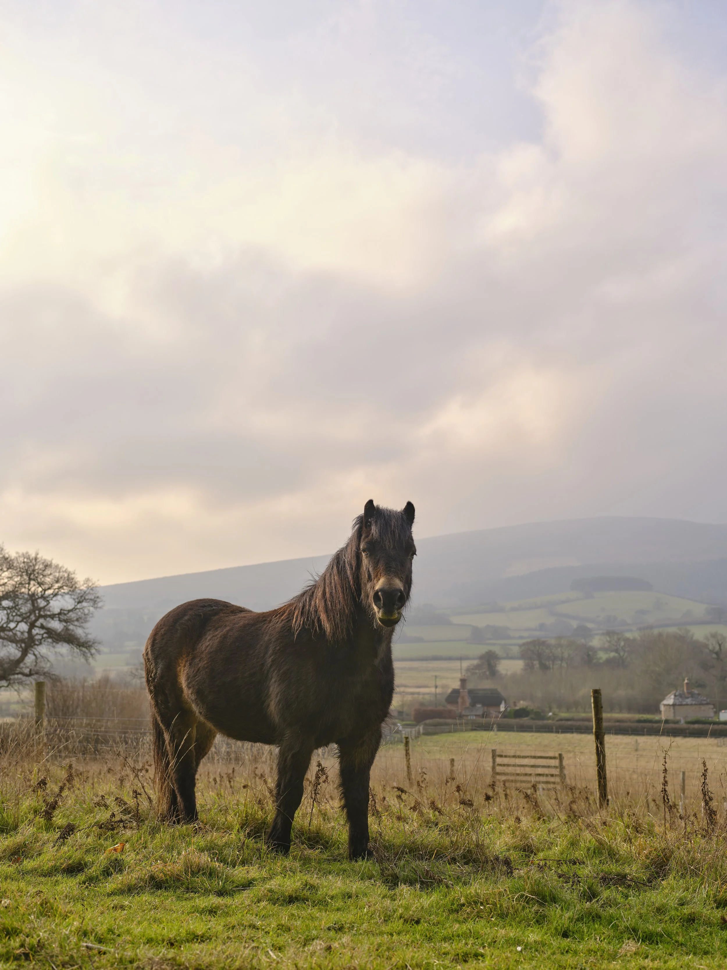 A dark brown horse standing in a grassy field with trees, fences, and distant hills under a cloudy sky.