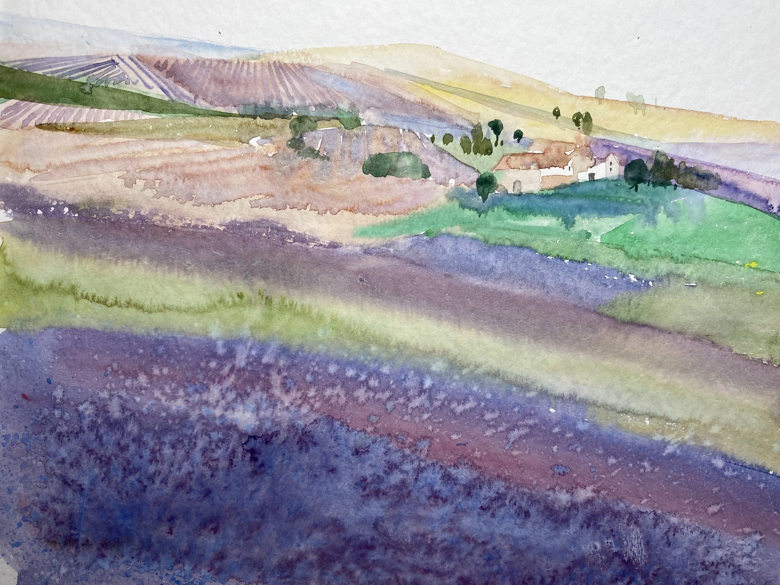 Campos de Lavanda 32x24