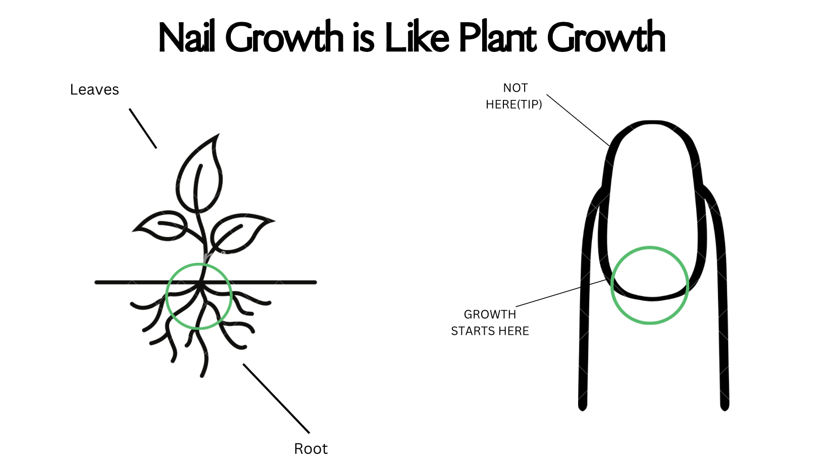 diagraming showing how nail growth is very similar to plant growth