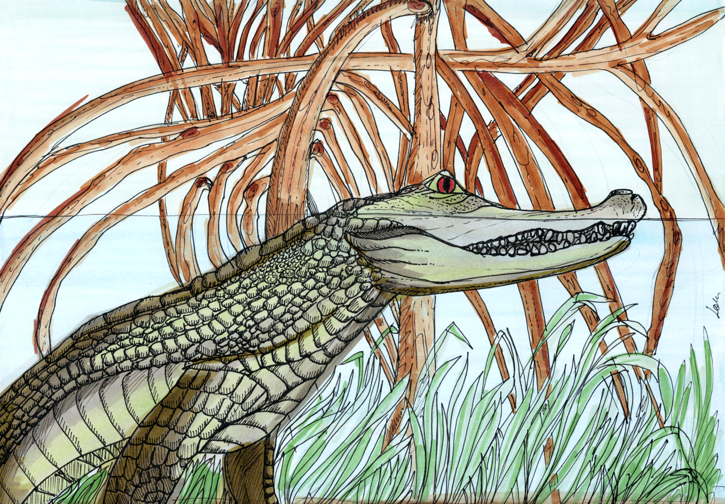 Mangrove Swamp Stories