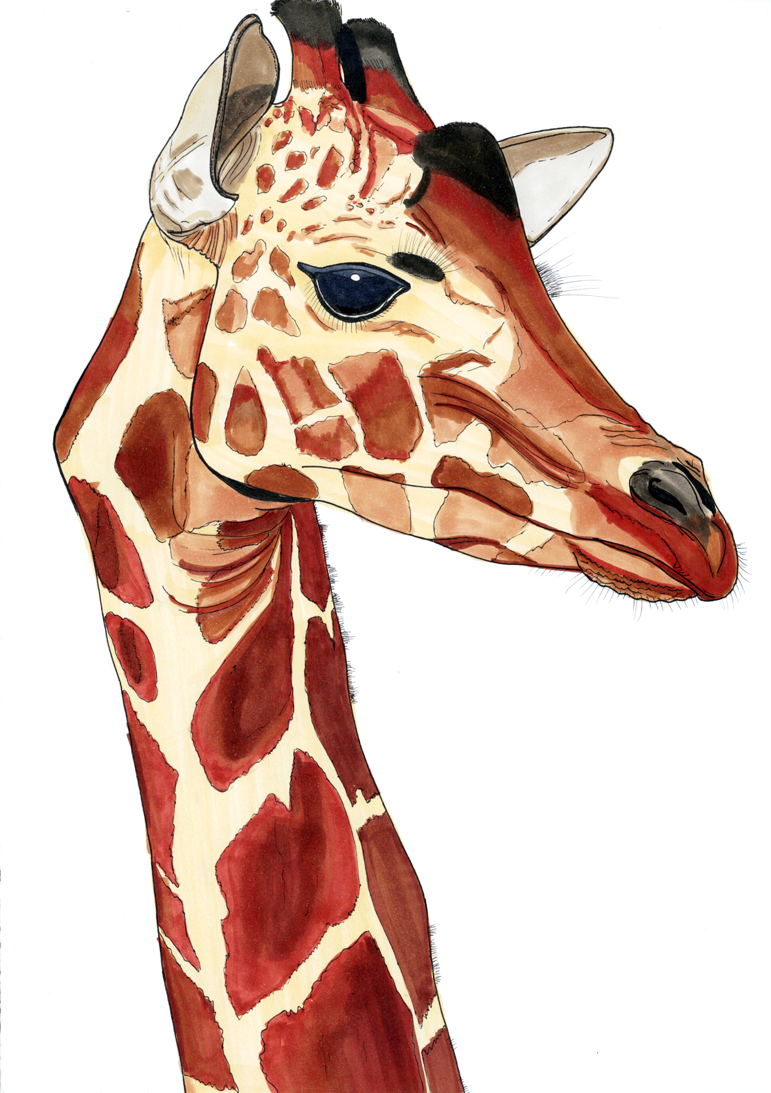 Giraffe