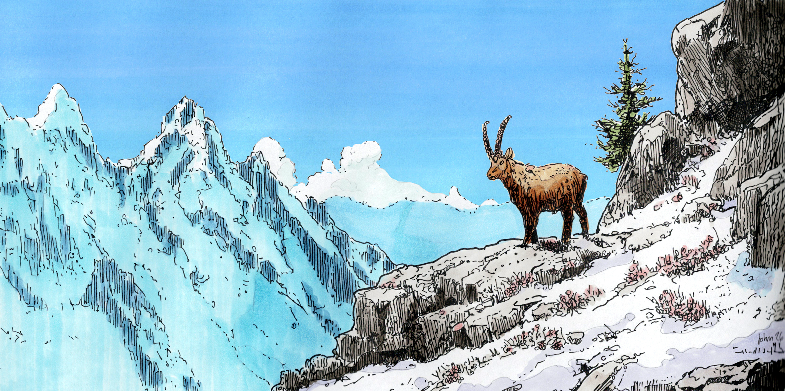 Alpine Ibex Colored
