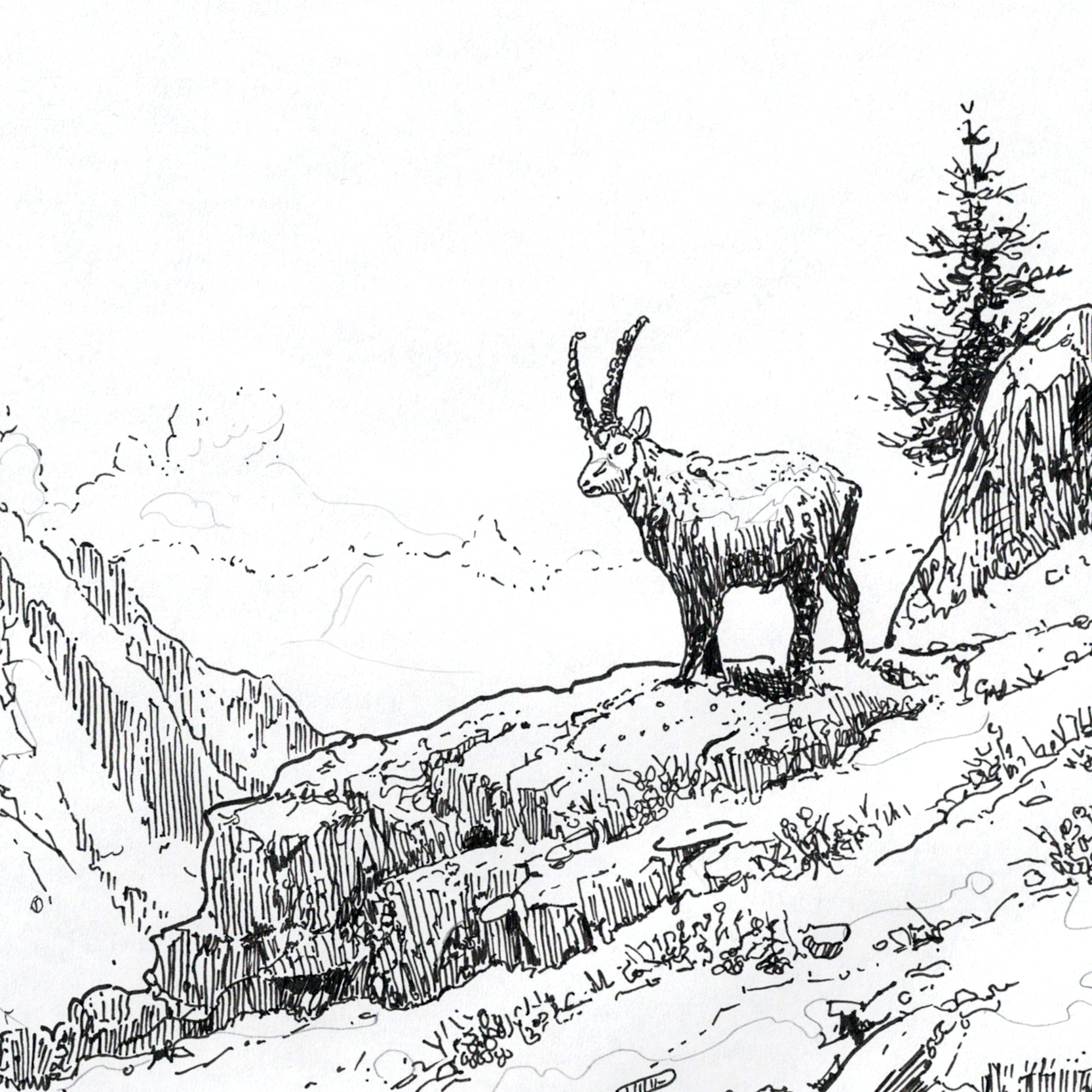 Alpine Ibex Outline Detail