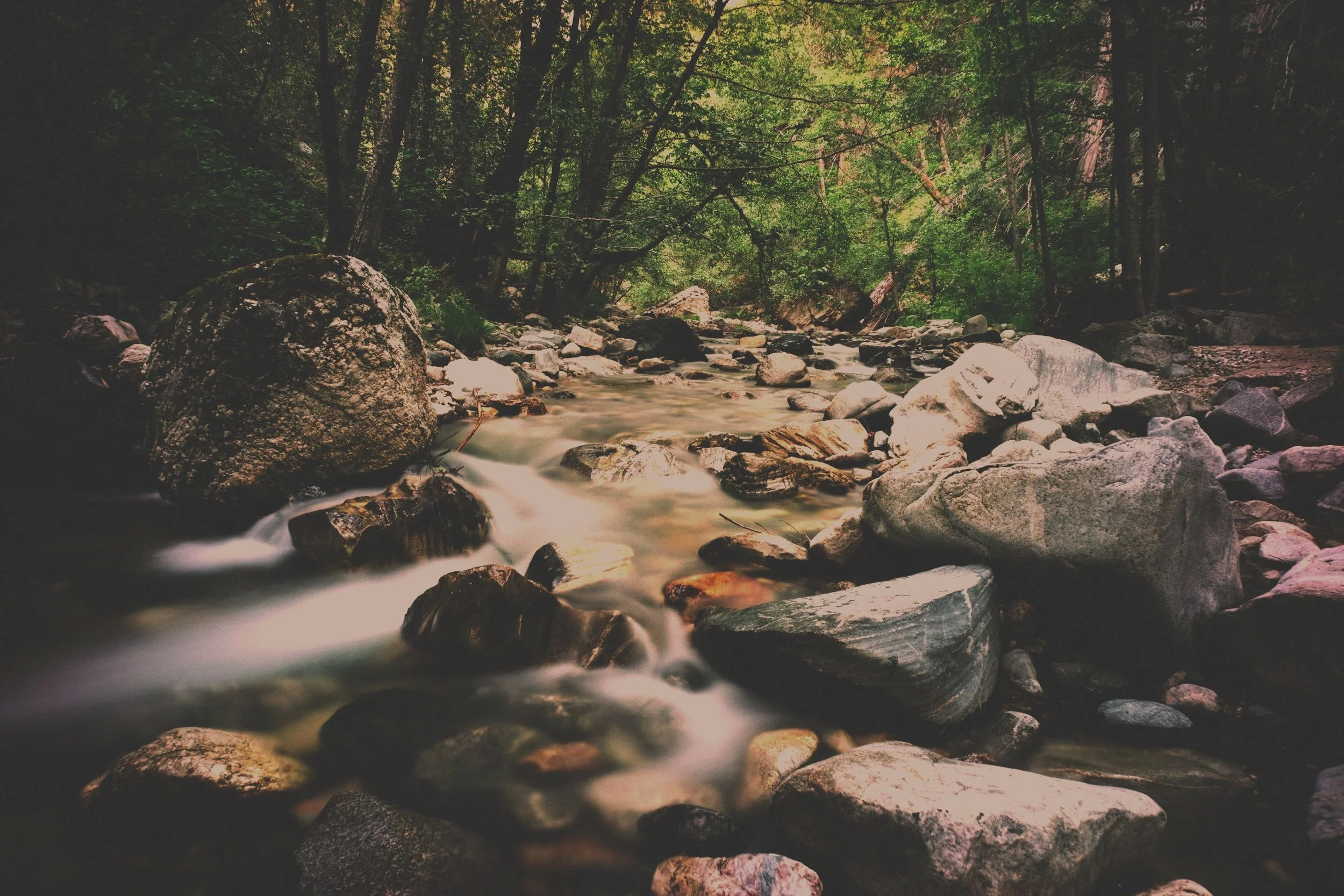 A rocky creek flowing through a dense forest with green foliage and overhanging trees.