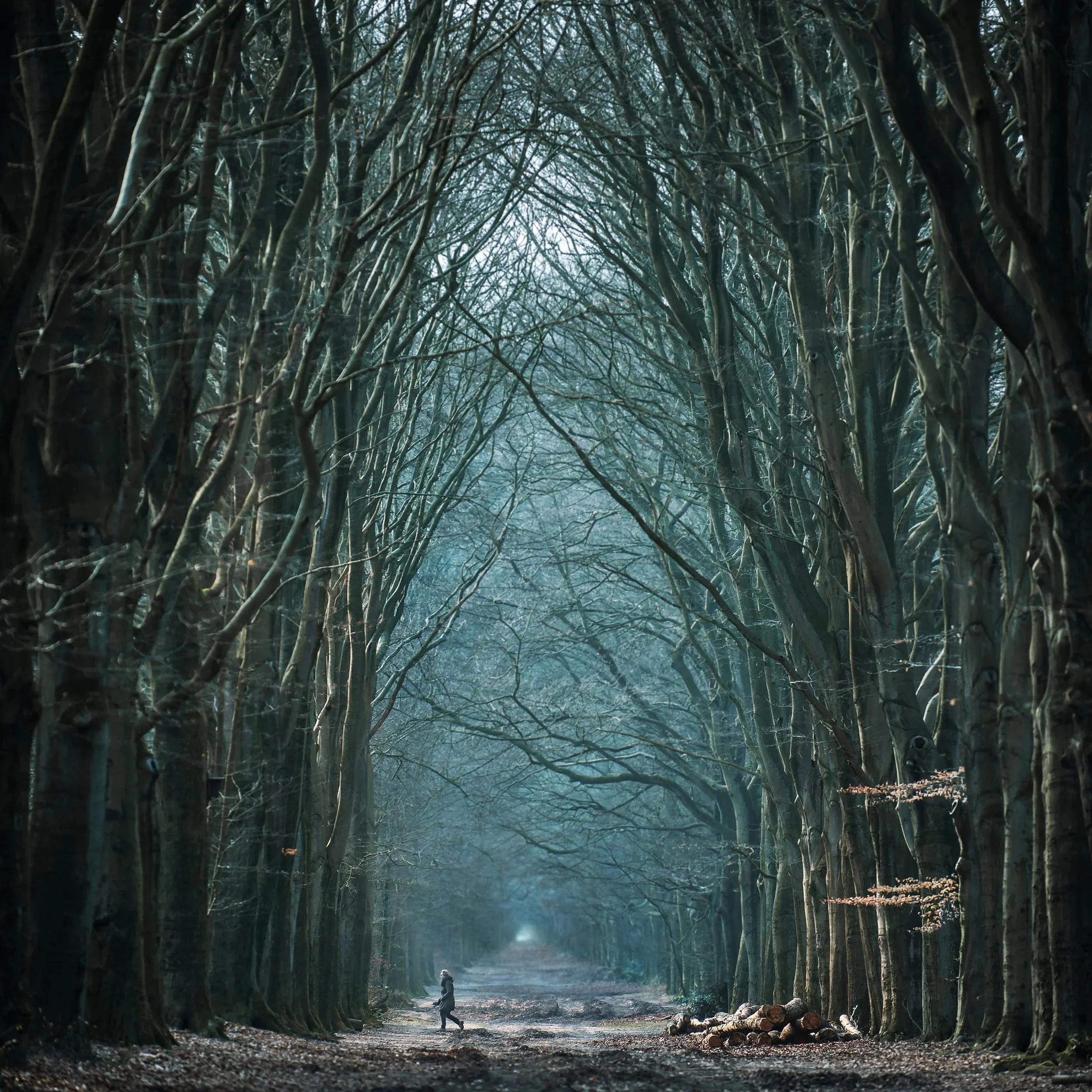 Forests