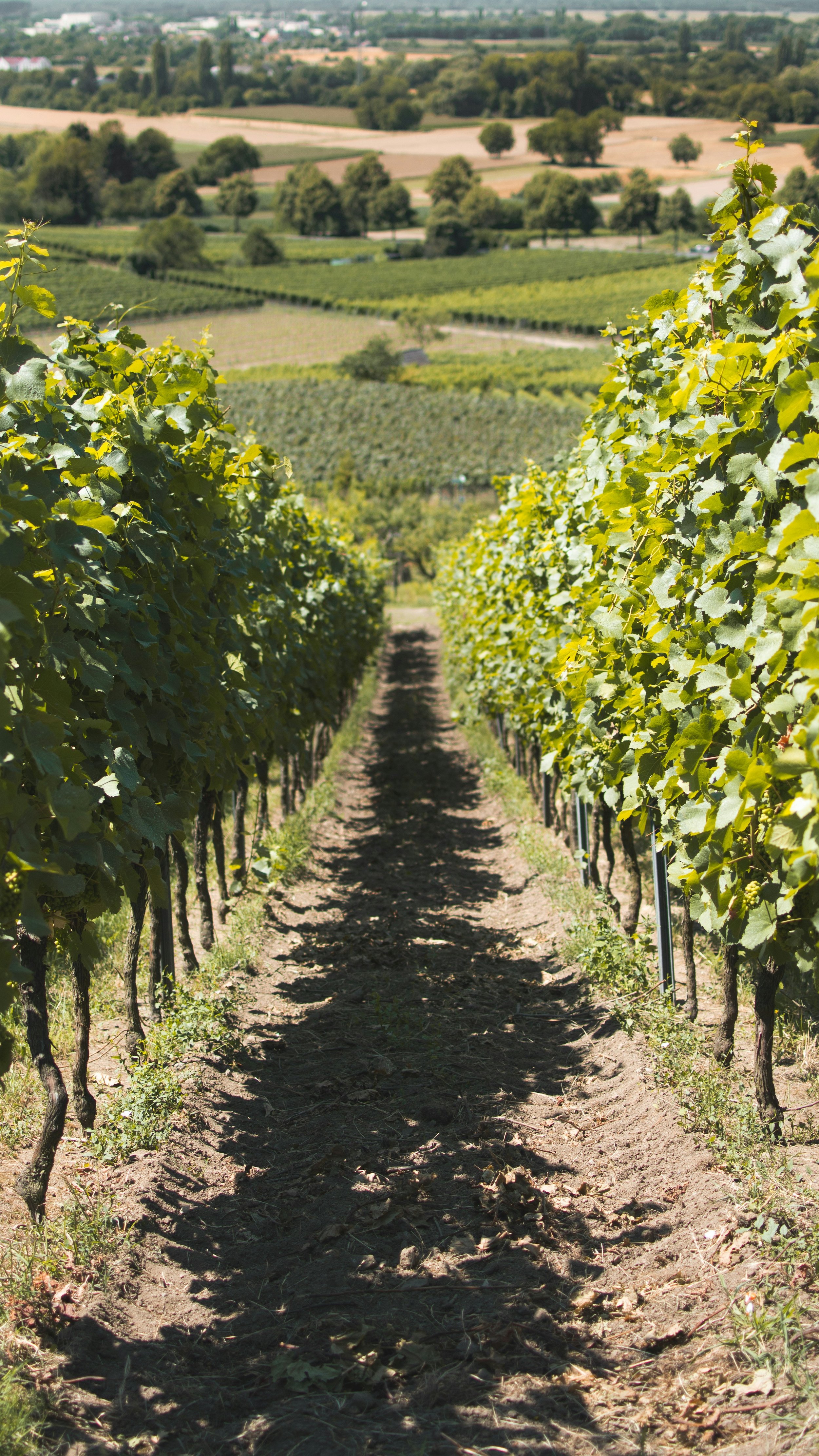 Vigneto con filari di uva che si estendono fino all'orizzonte in campagna con colline e alberi.