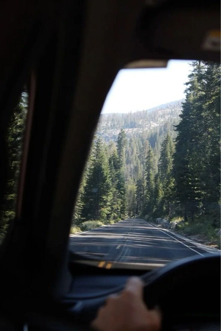 Una strada attraverso un bosco di pini vista da dentro un'auto in movimento
