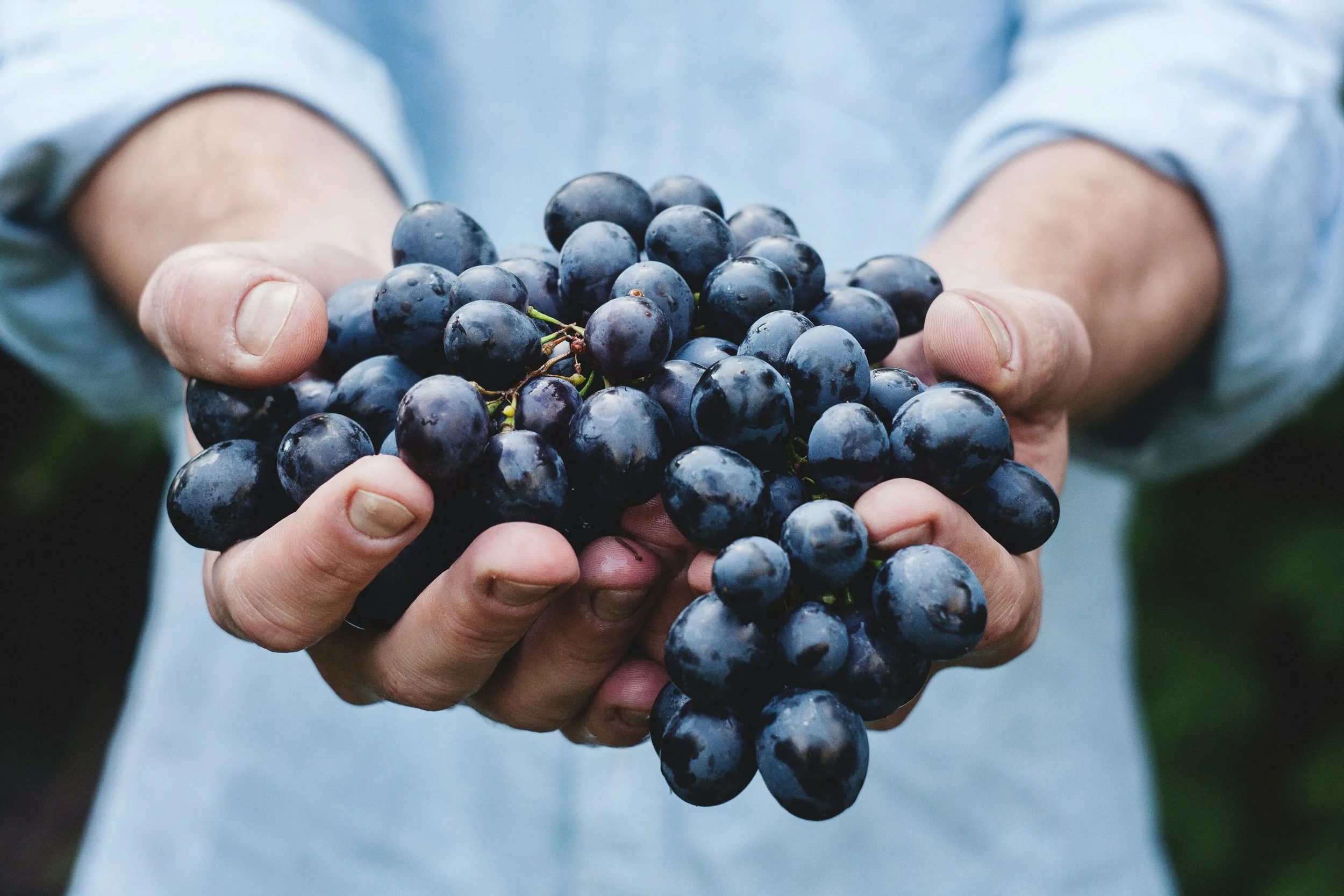 Mani che tengono un grappolo di uva nera