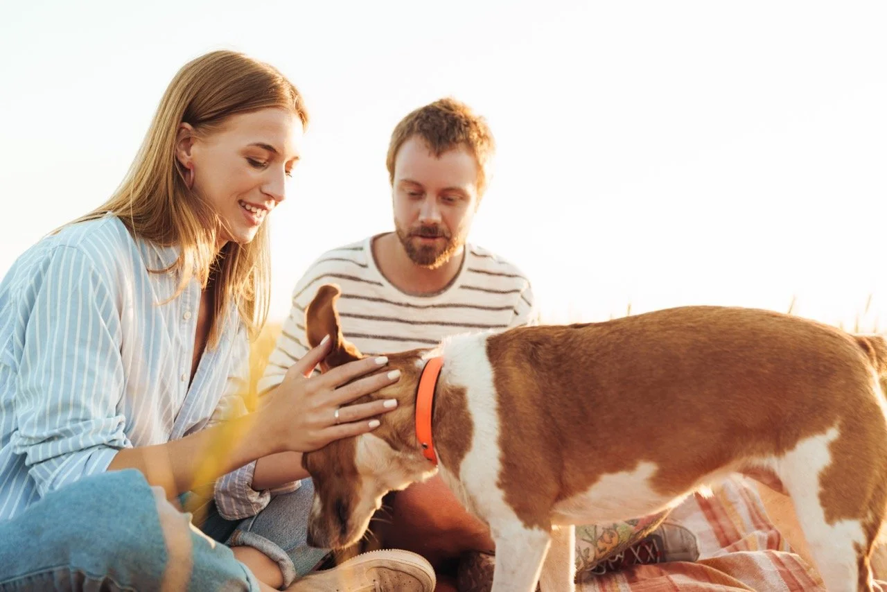 A woman and man playing with a brown and white dog outdoors during sunset.