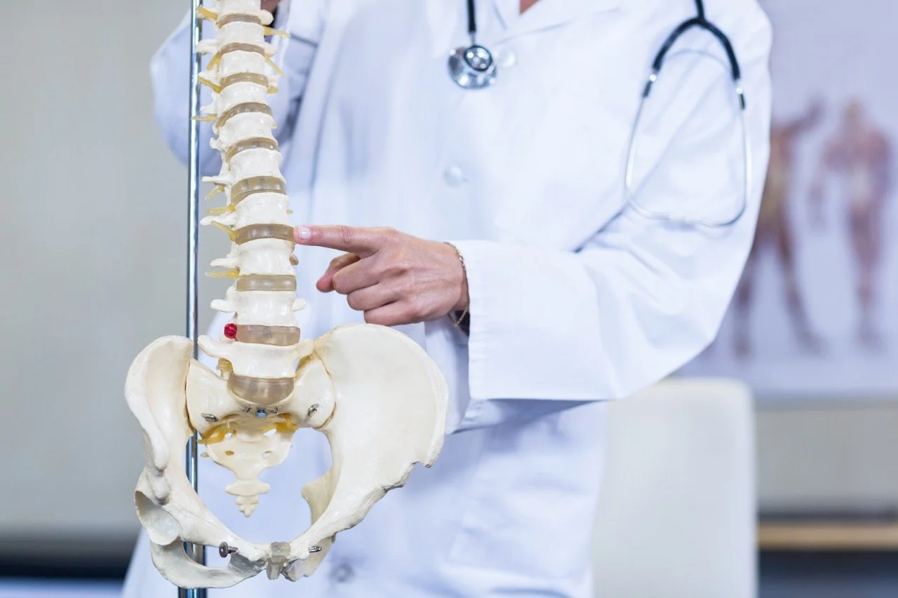 Doctor holding a medical model of the human spine and pelvis