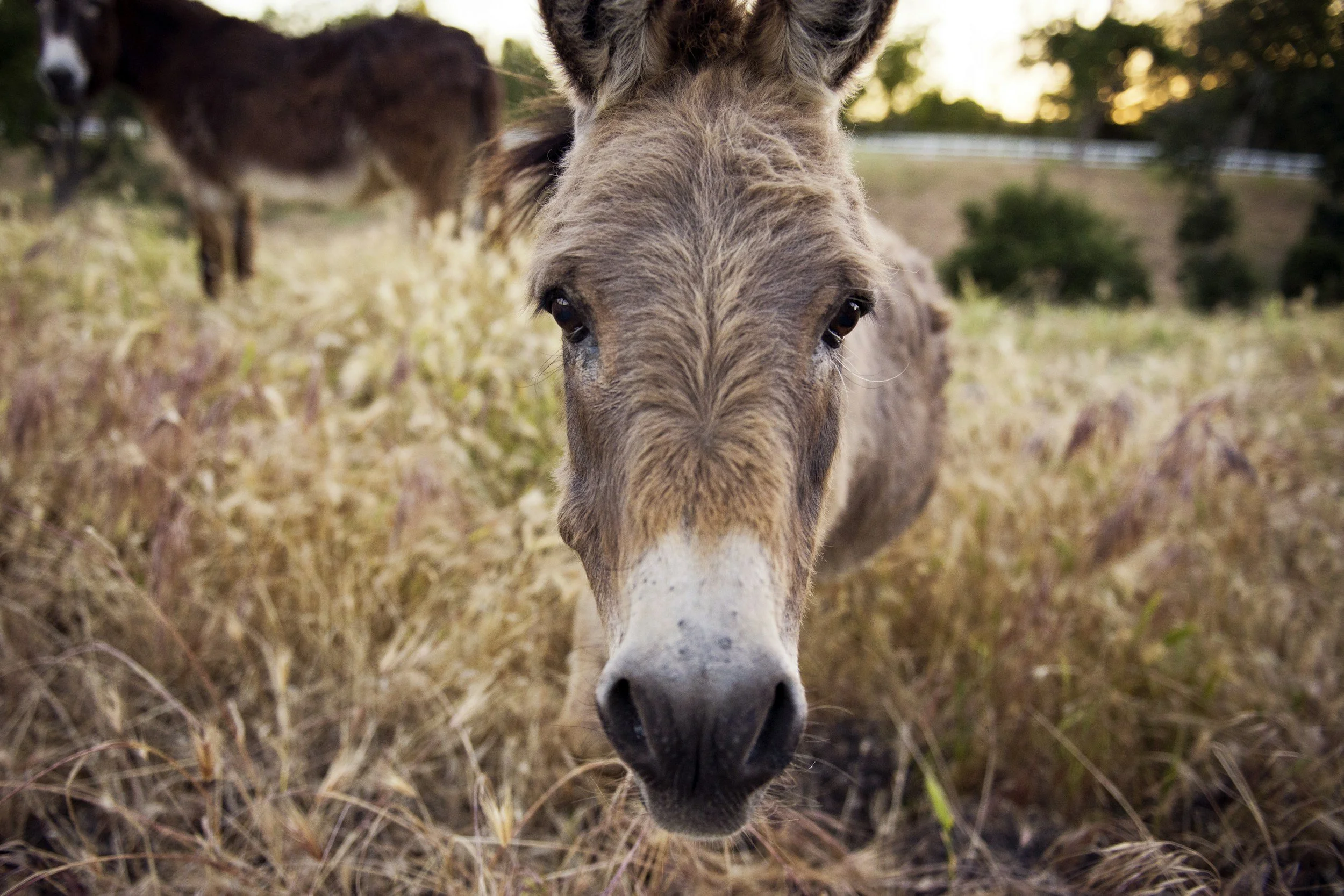 Close-up of a donkey's face in a grassy field with trees and a fence in the background.