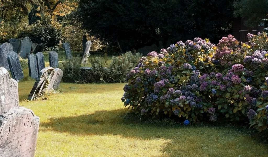 Old gravestones in a cemetery with colorful hydrangea bushes and greenery in the background.