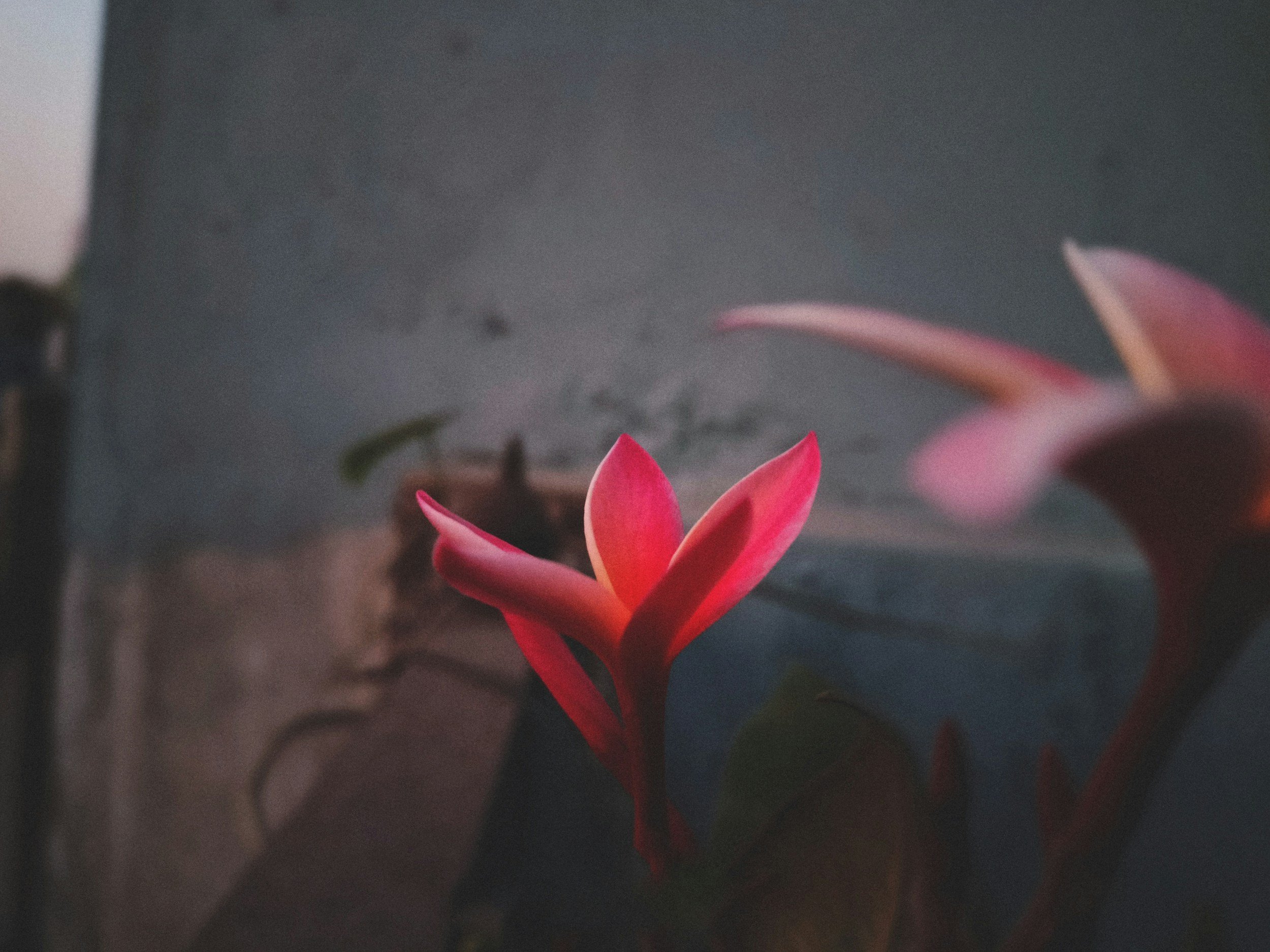 red flower