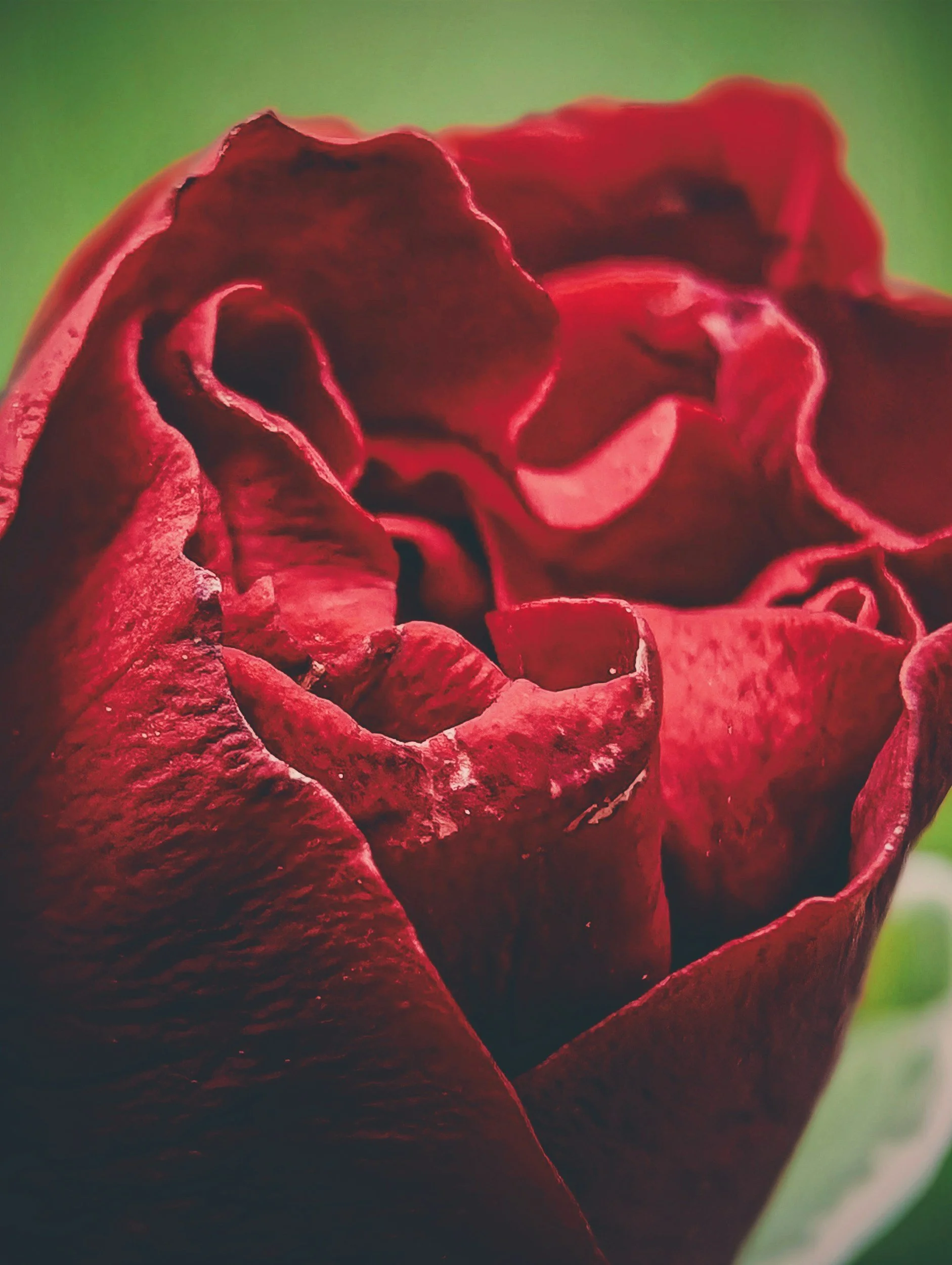 red rose