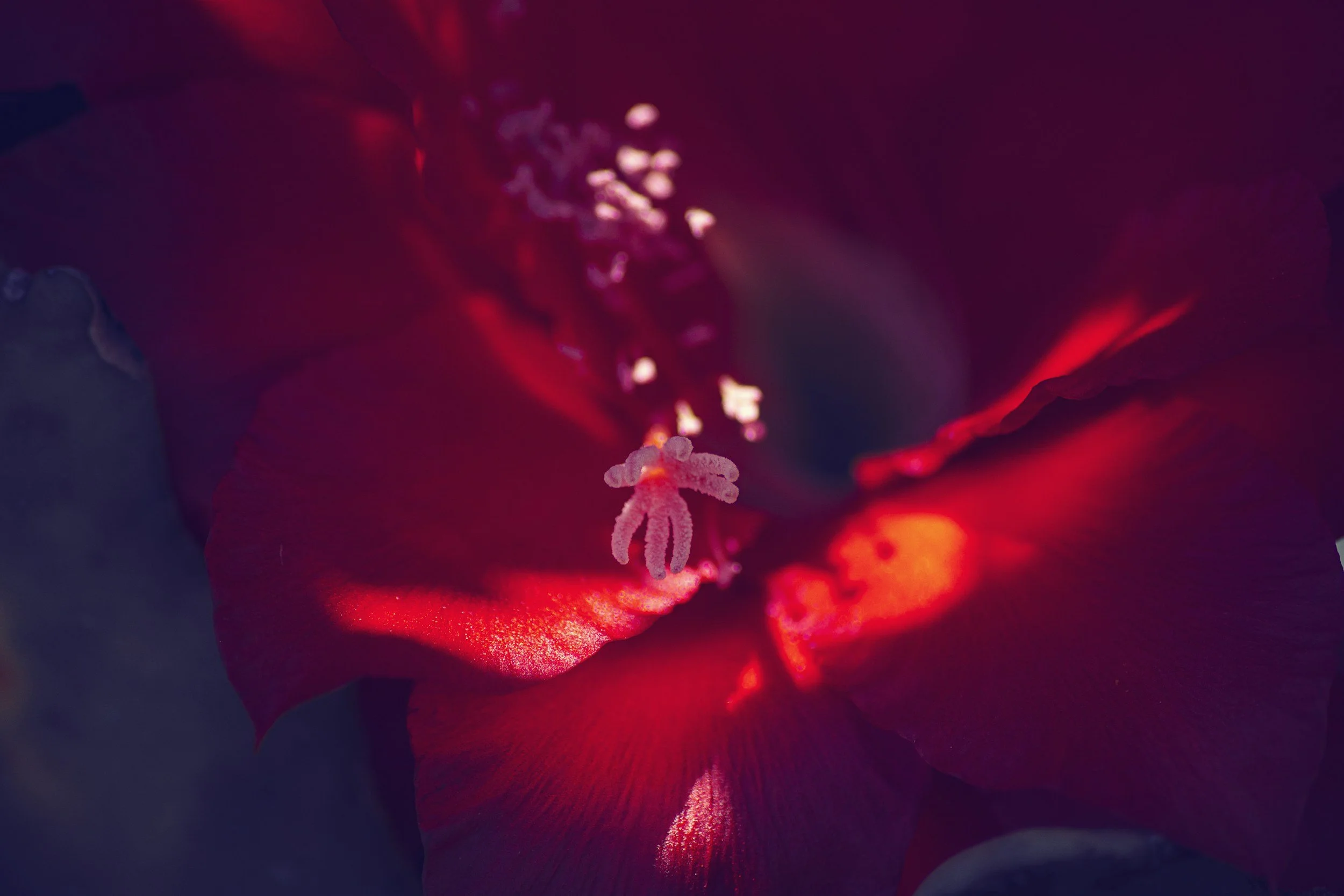 red flower