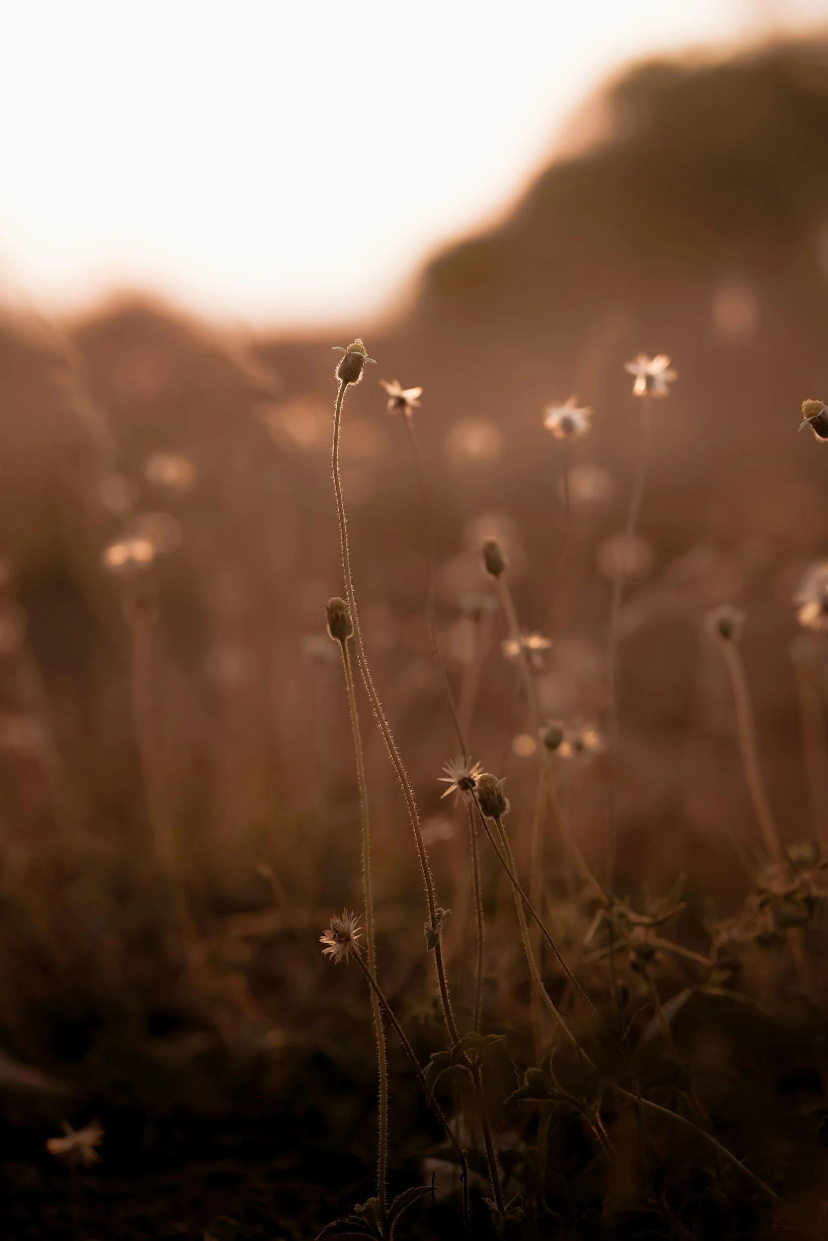Close-up of dry wildflowers with a blurred background, likely during sunset or sunrise.