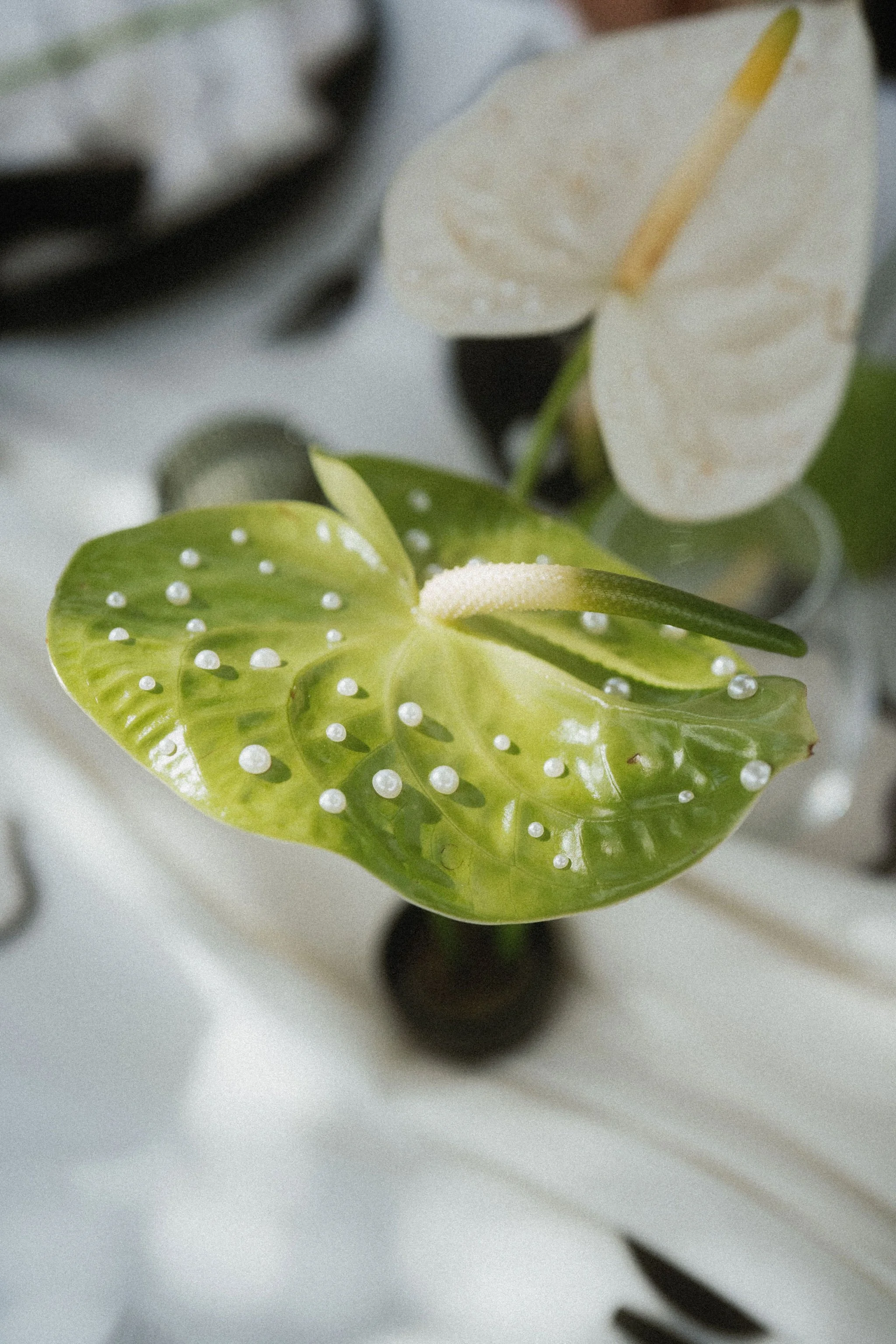 AnniStylePhotography-LanzaroteWedding-FincaLasHigueras-C&H-103.jpg