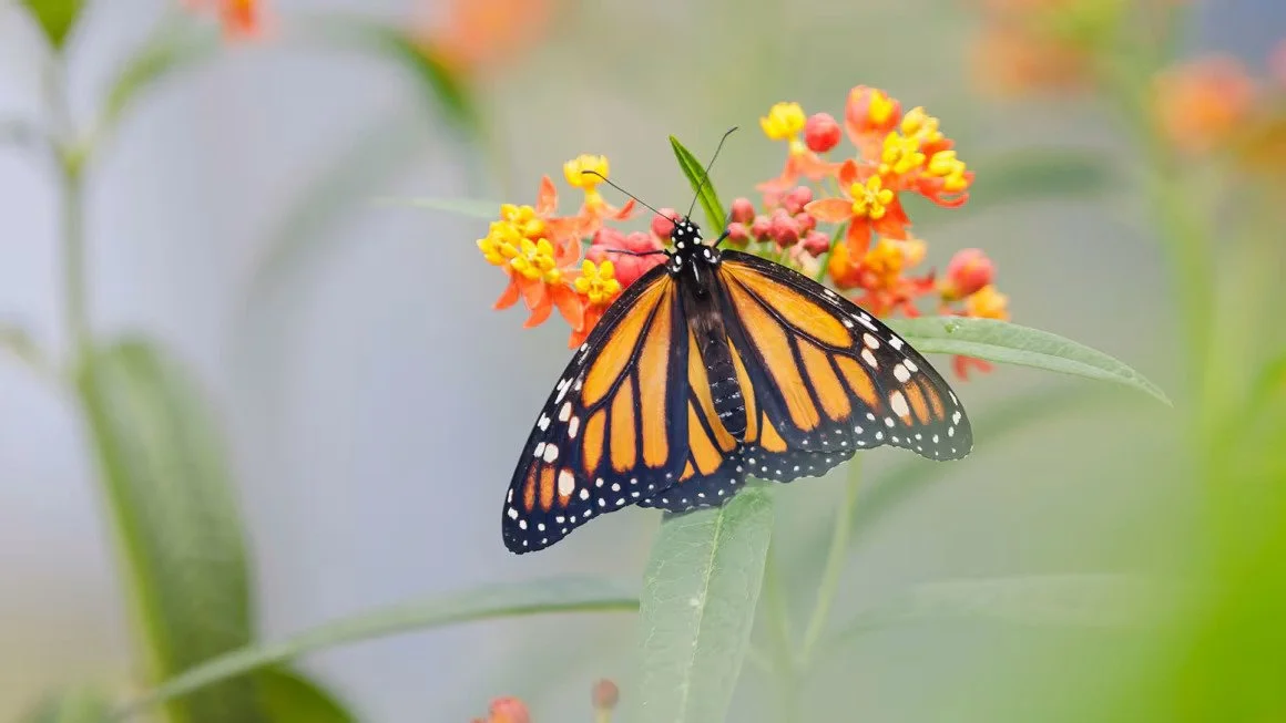 Monarch butterflies could become extinct if we don’t take these 3 steps, experts say