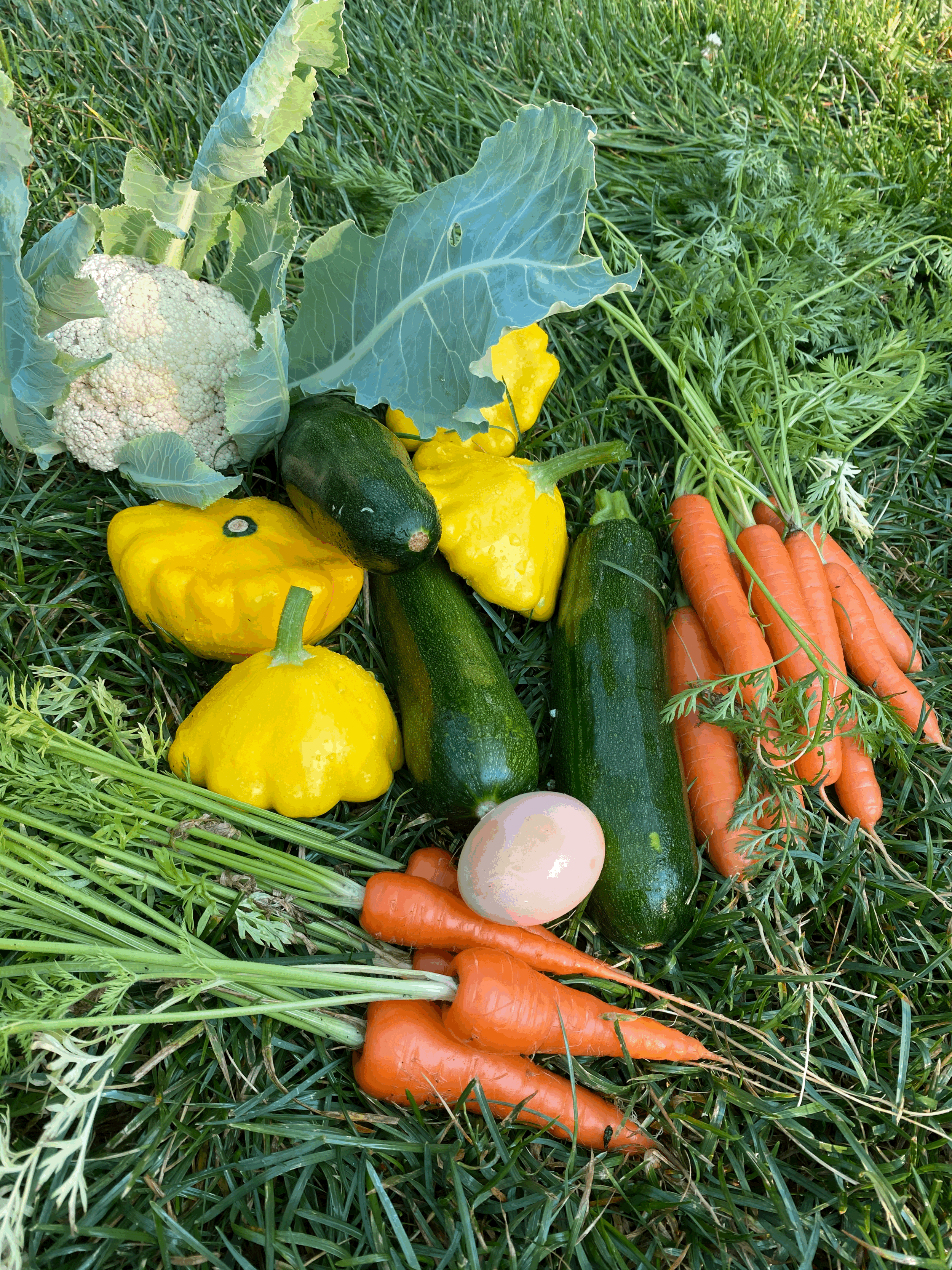 Fresh vegetables including cauliflower, two zucchinis, yellow and green peppers, carrots with greens, and a white mushroom are laid on grass outdoors.