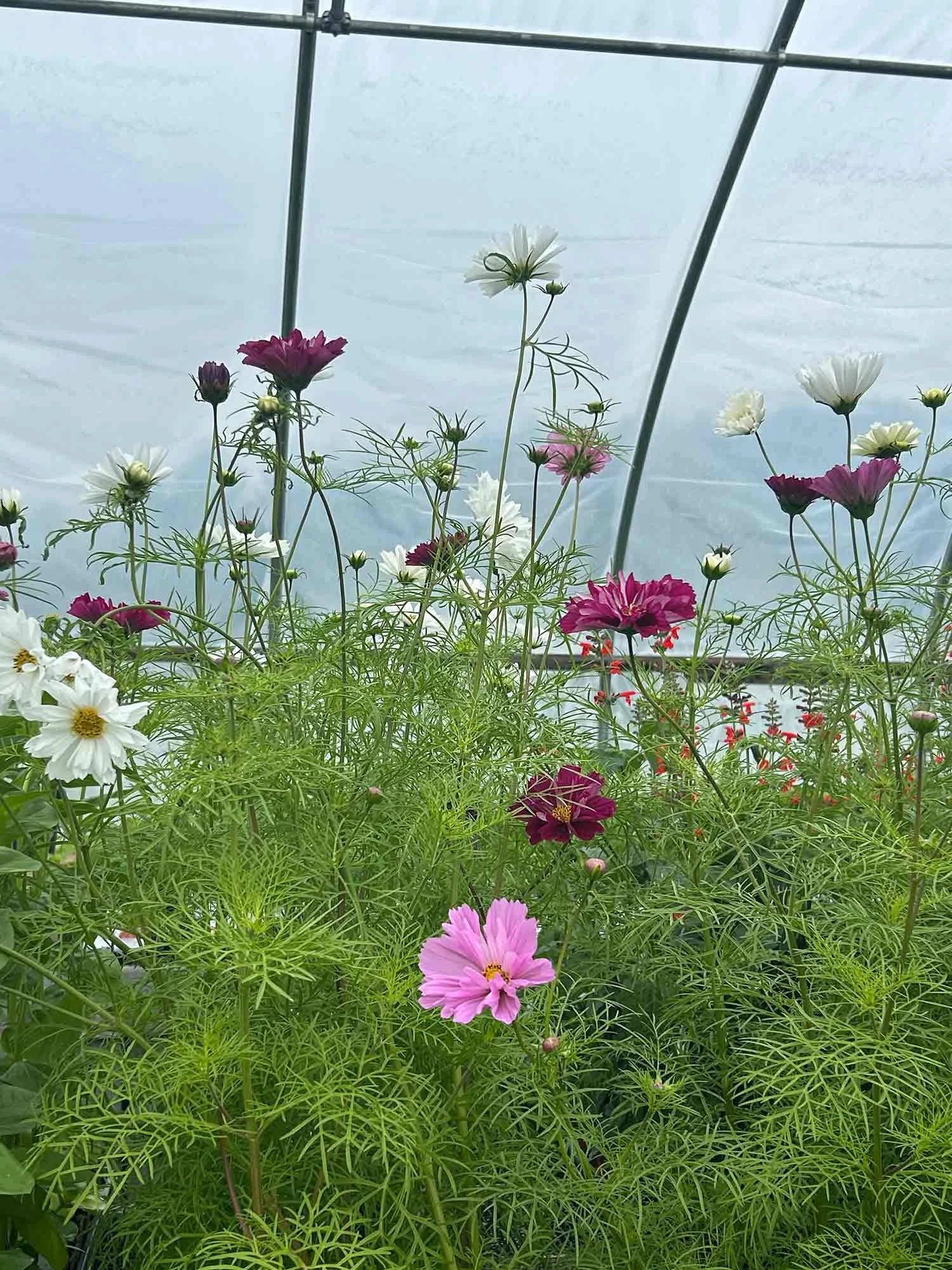 Colorful blooming cosmos flowers inside a greenhouse.