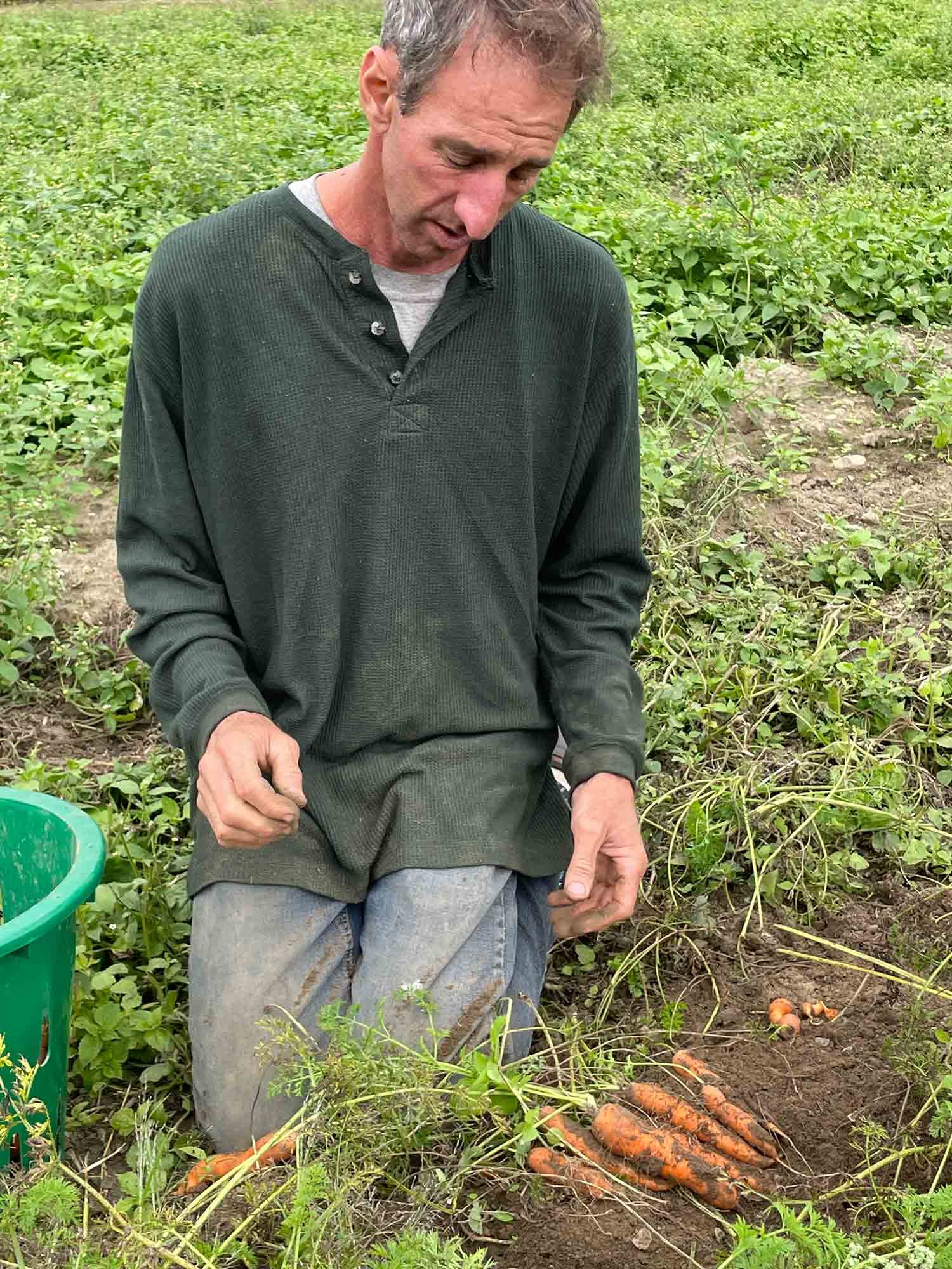 A man kneeling in a garden, harvesting carrots from the soil. There is a green basket nearby for collecting the vegetables.