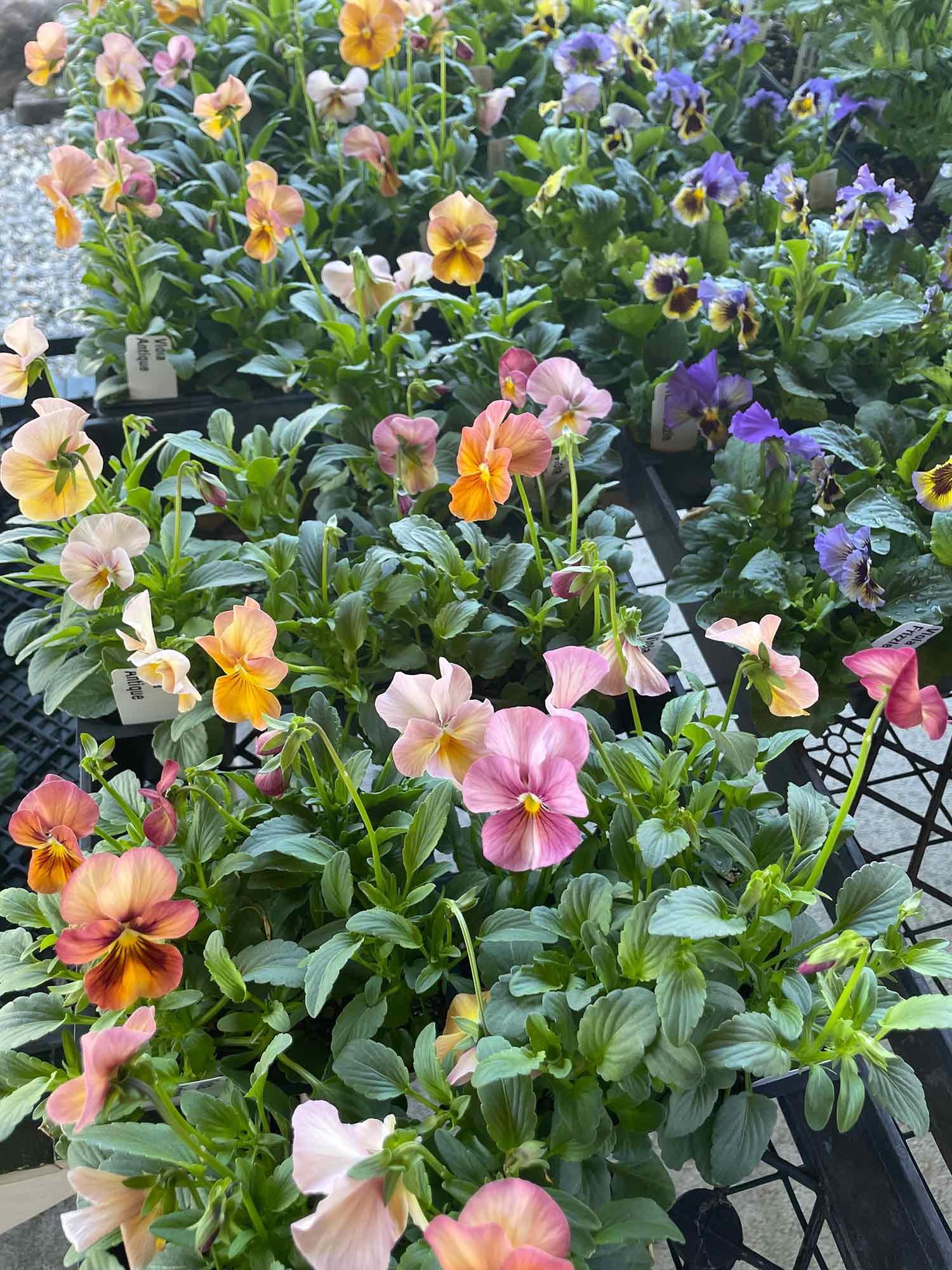 Colorful pansy flowers in shades of pink, yellow, and purple growing in black trays at the Foote Brook Farm Store.
