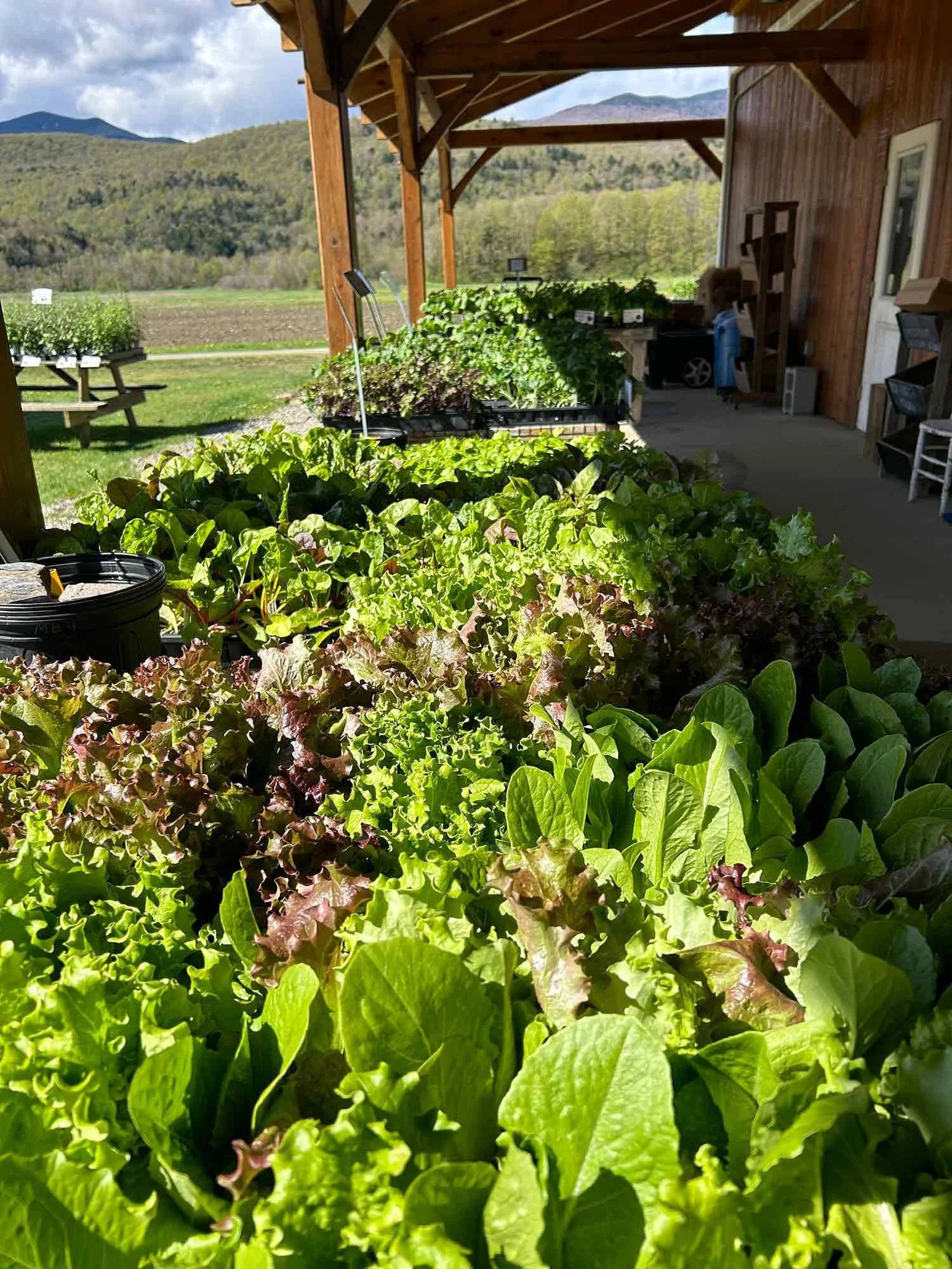 Rows of fresh leafy greens, such as lettuce, growing under a covered outdoor area at Foote Brook Farm with mountains and fields in the background.