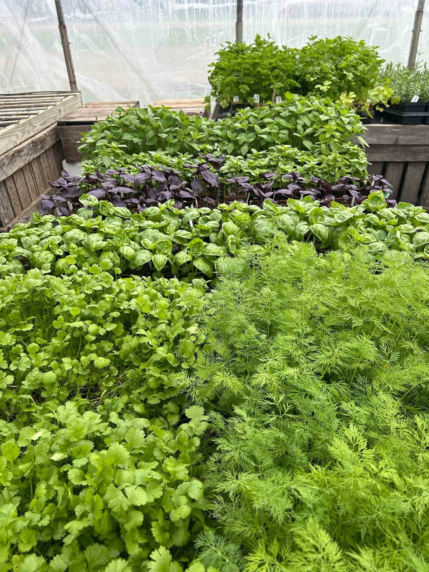 A greenhouse with rows of potted herbs including cilantro, basil, dill, and purple basil.