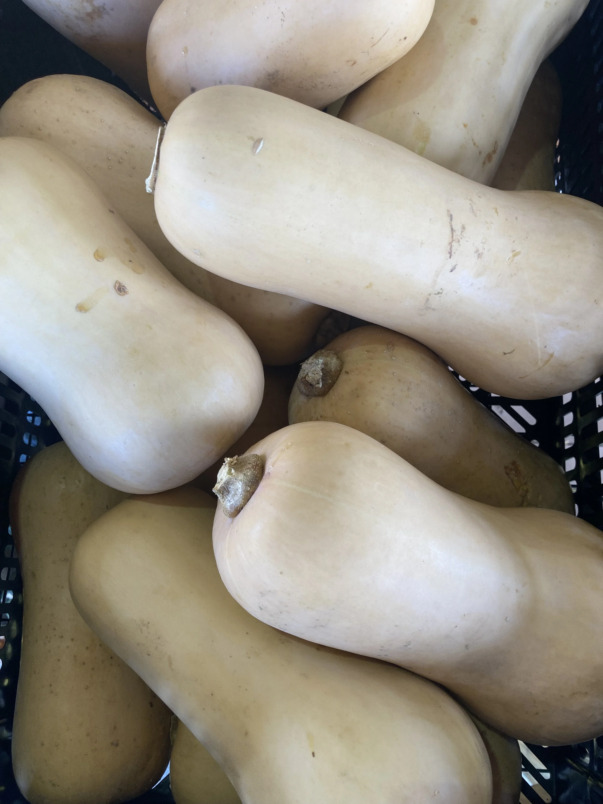 Butternut Squash.jpg
