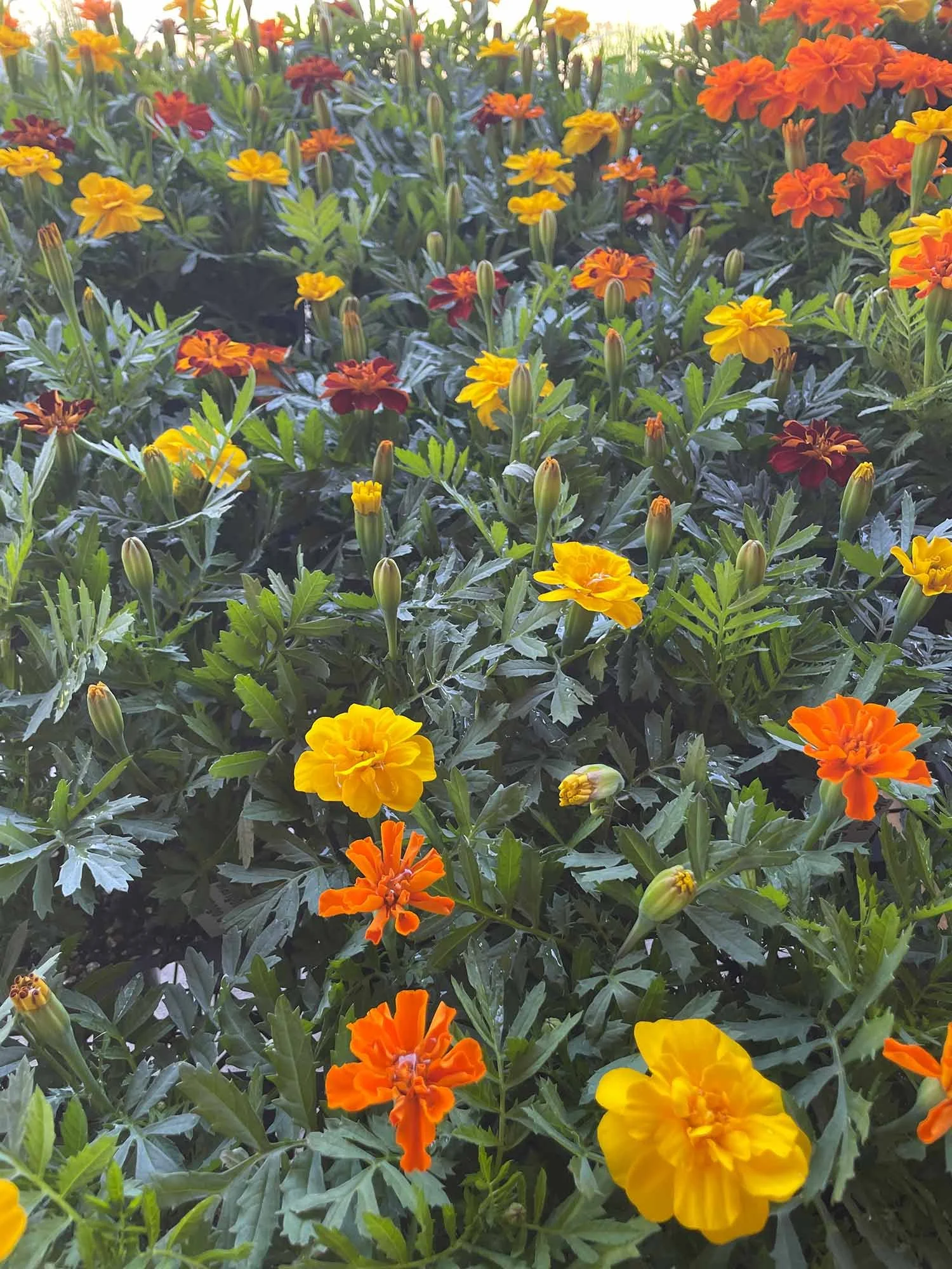 A bed of marigold flowers with yellow and orange blooms and green foliage.