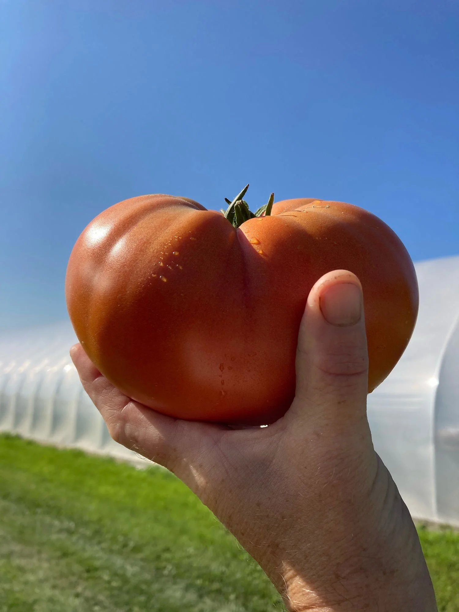 Person holding a large red tomato outdoors with a blue sky in the background.