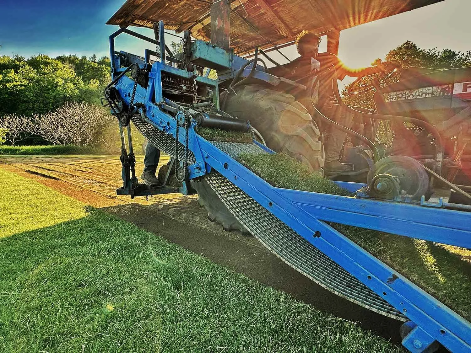Farmer driving a blue sod harvester in a field during sunset.