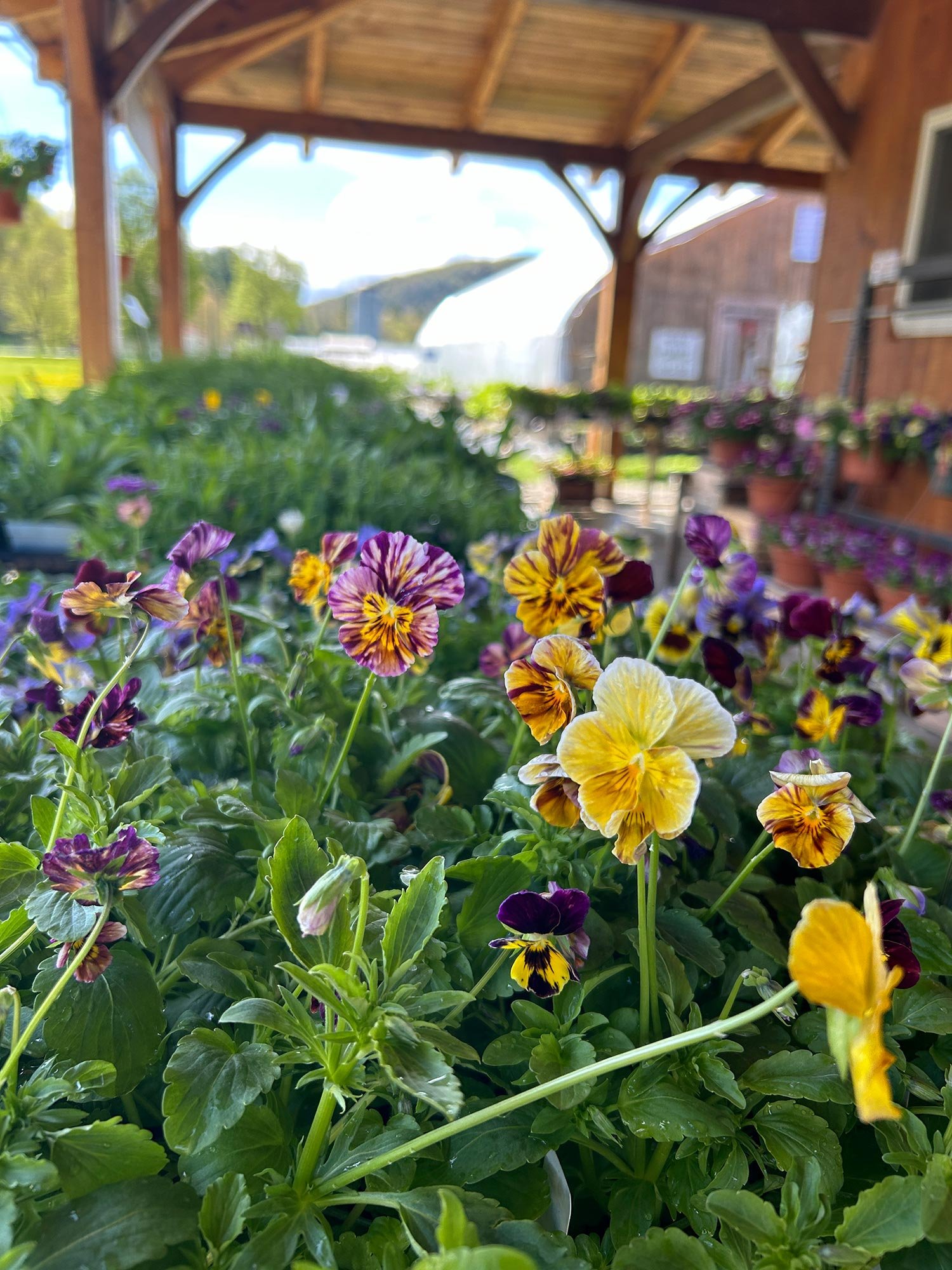 Colorful pansies in a garden under a wooden pavilion, with potted plants and a greenhouse in the background.