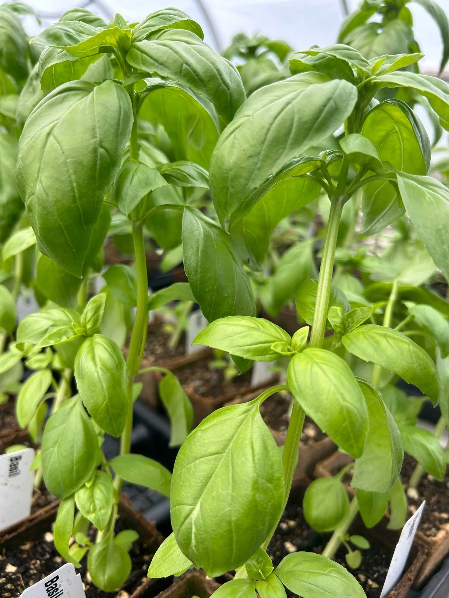 Close-up of fresh green basil plants growing in soil, with several leaves and small buds visible.