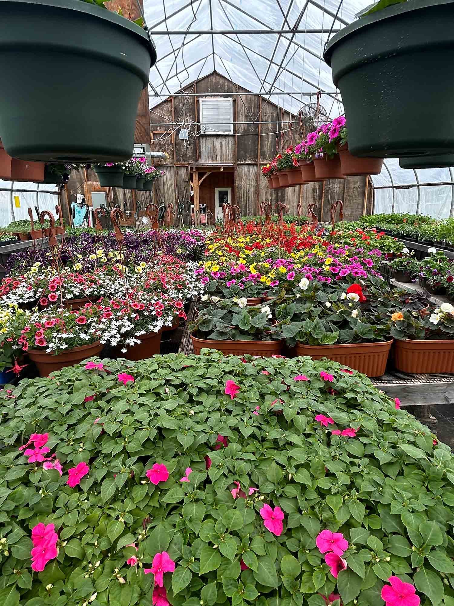 A lush greenhouse filled with vibrant flowering plants in various shades of pink, red, white, and purple in pots and hanging baskets.