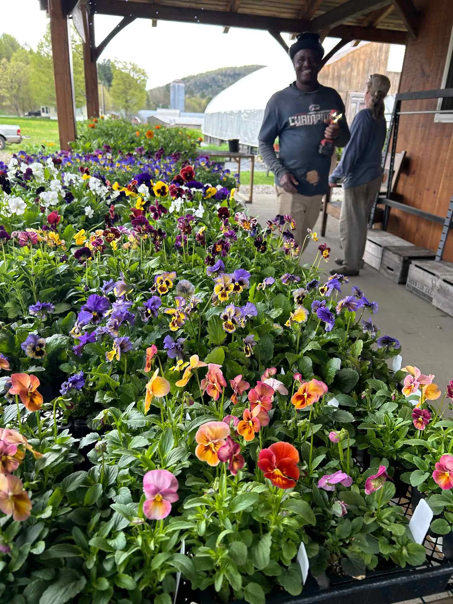 Two people standing next to colorful pansy flowers on display at a greenhouse or garden center, with a barn-style structure in the background.