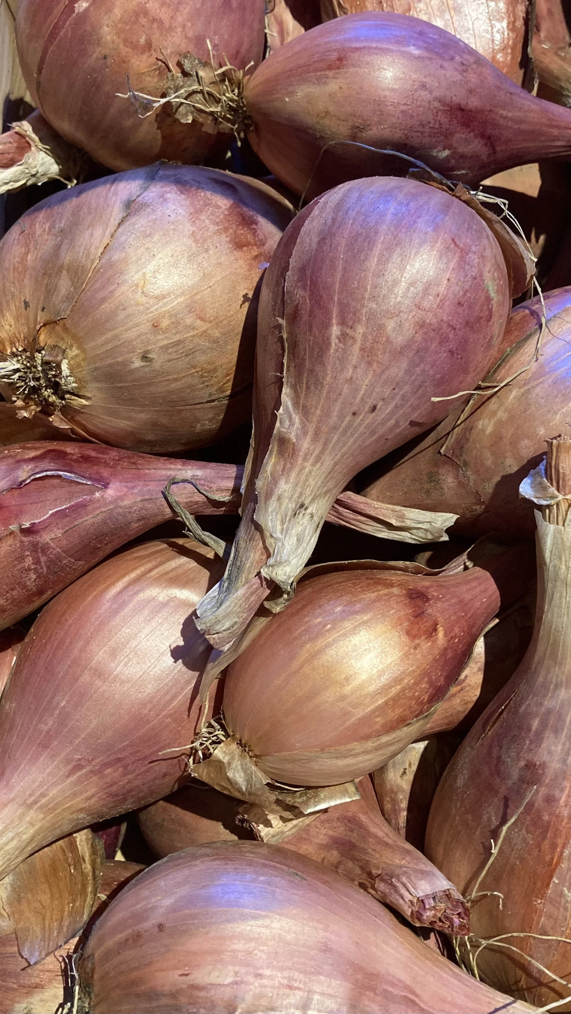 Shallots.jpg