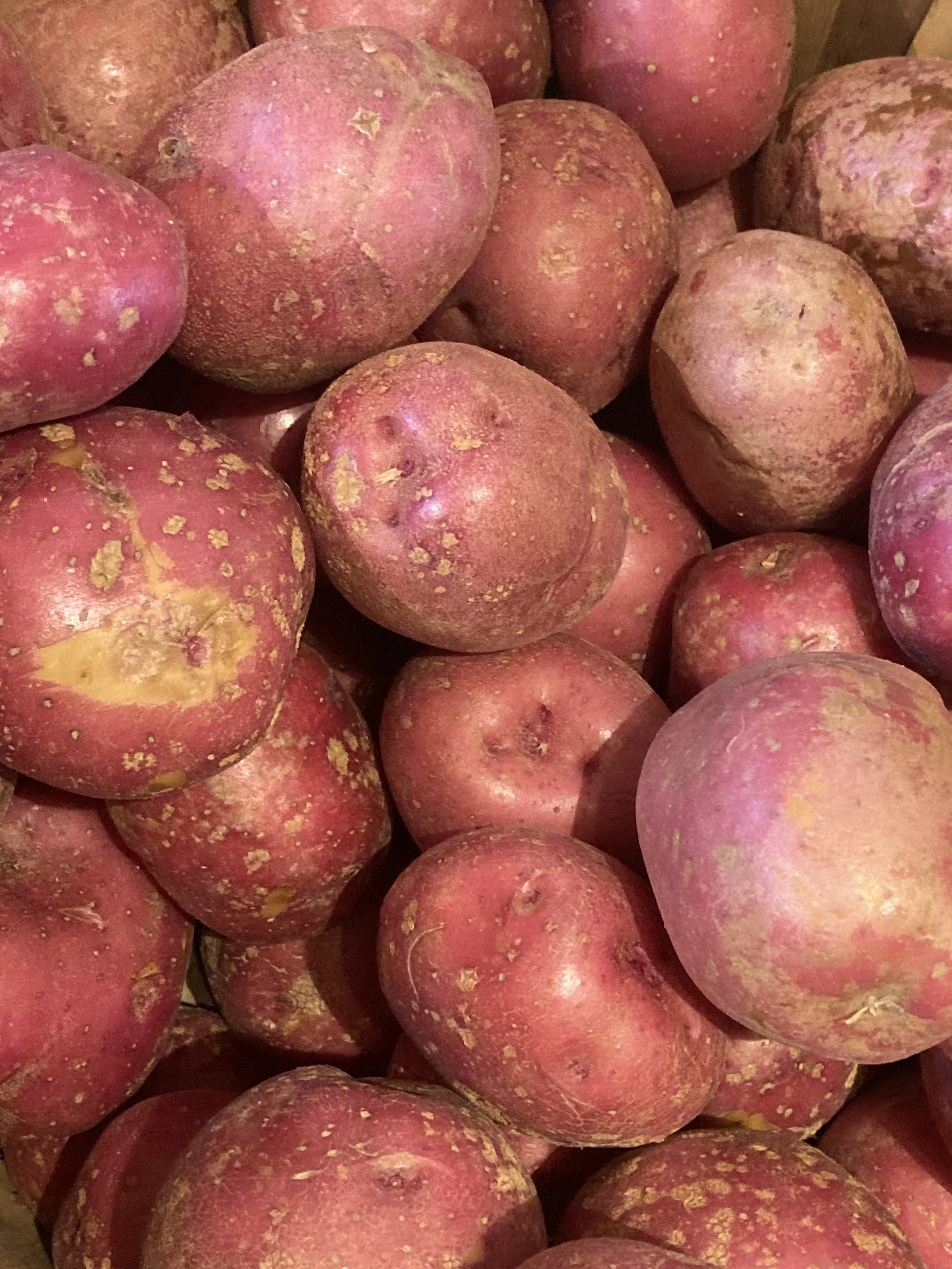 Red Potato.jpg