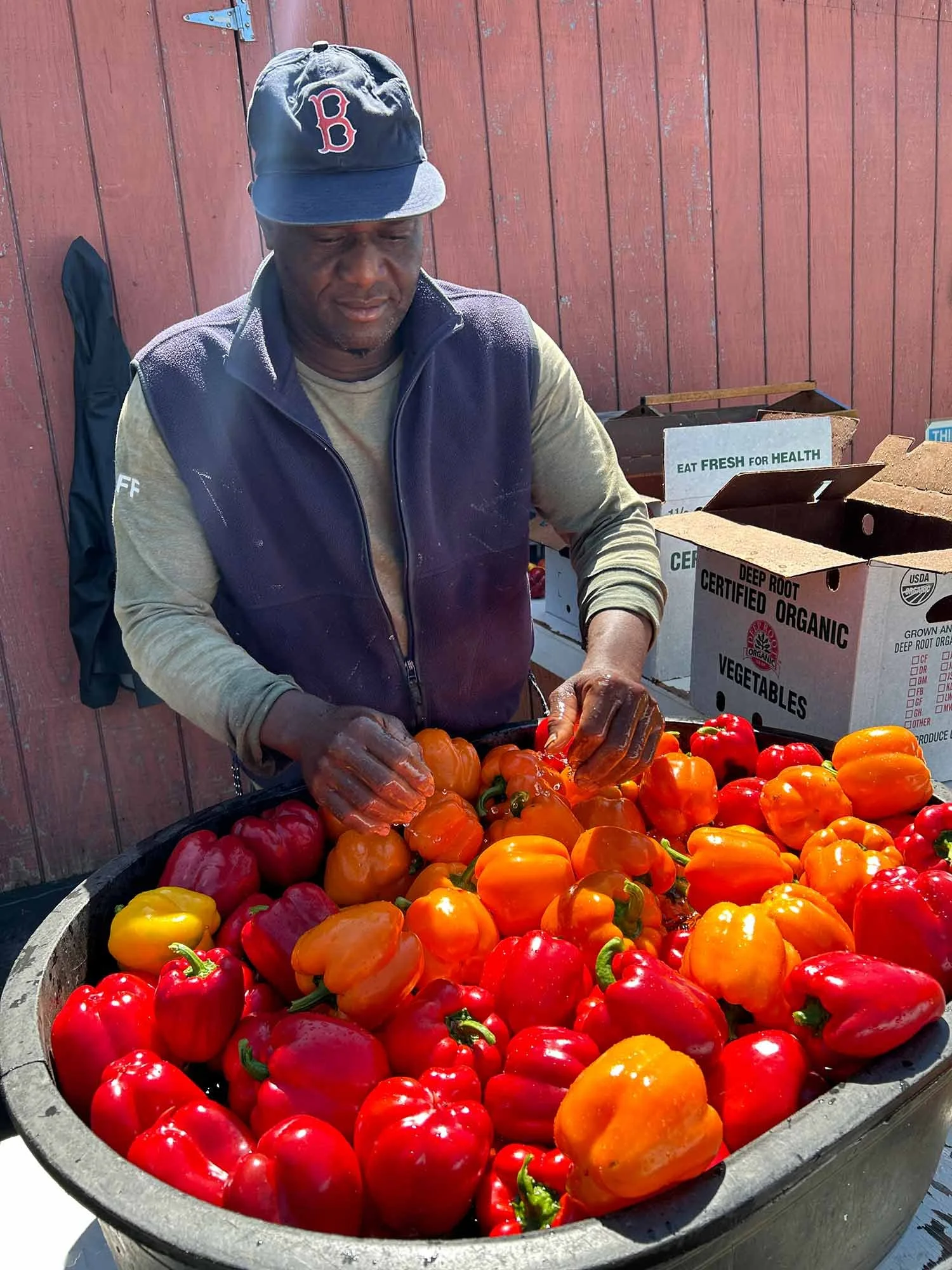 A man wearing a Boston Red Sox cap and a navy vest washes colorful bell peppers at Foote Brook Farm