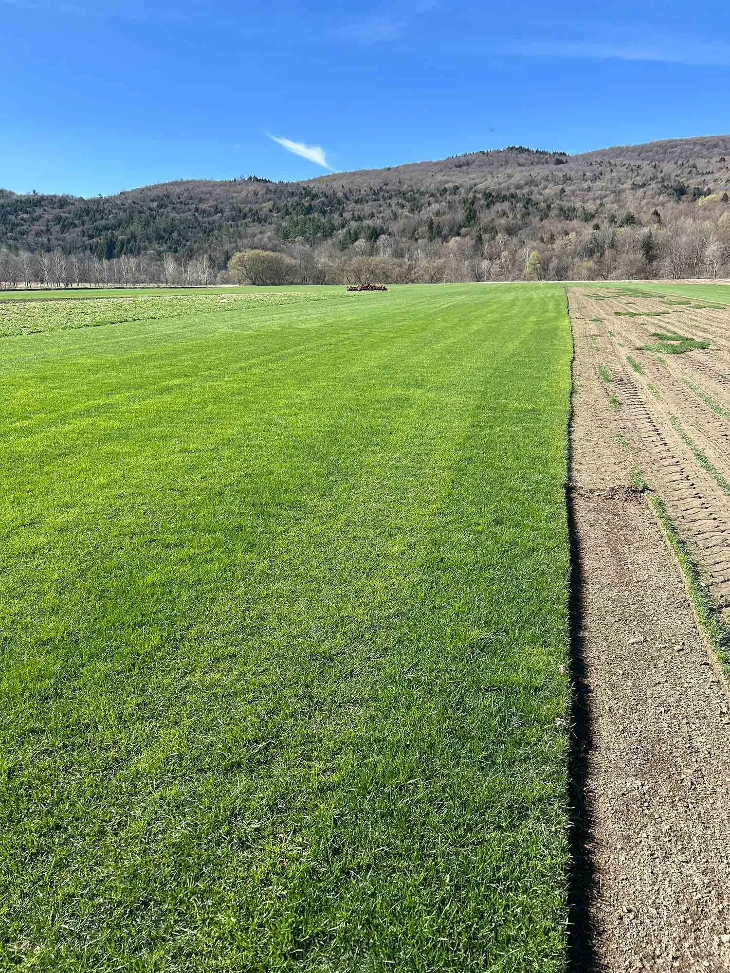 Lush green grass field with a row of exposed soil where sod has been harvested. Rolling hills and trees in the background under a blue sky with a few clouds.