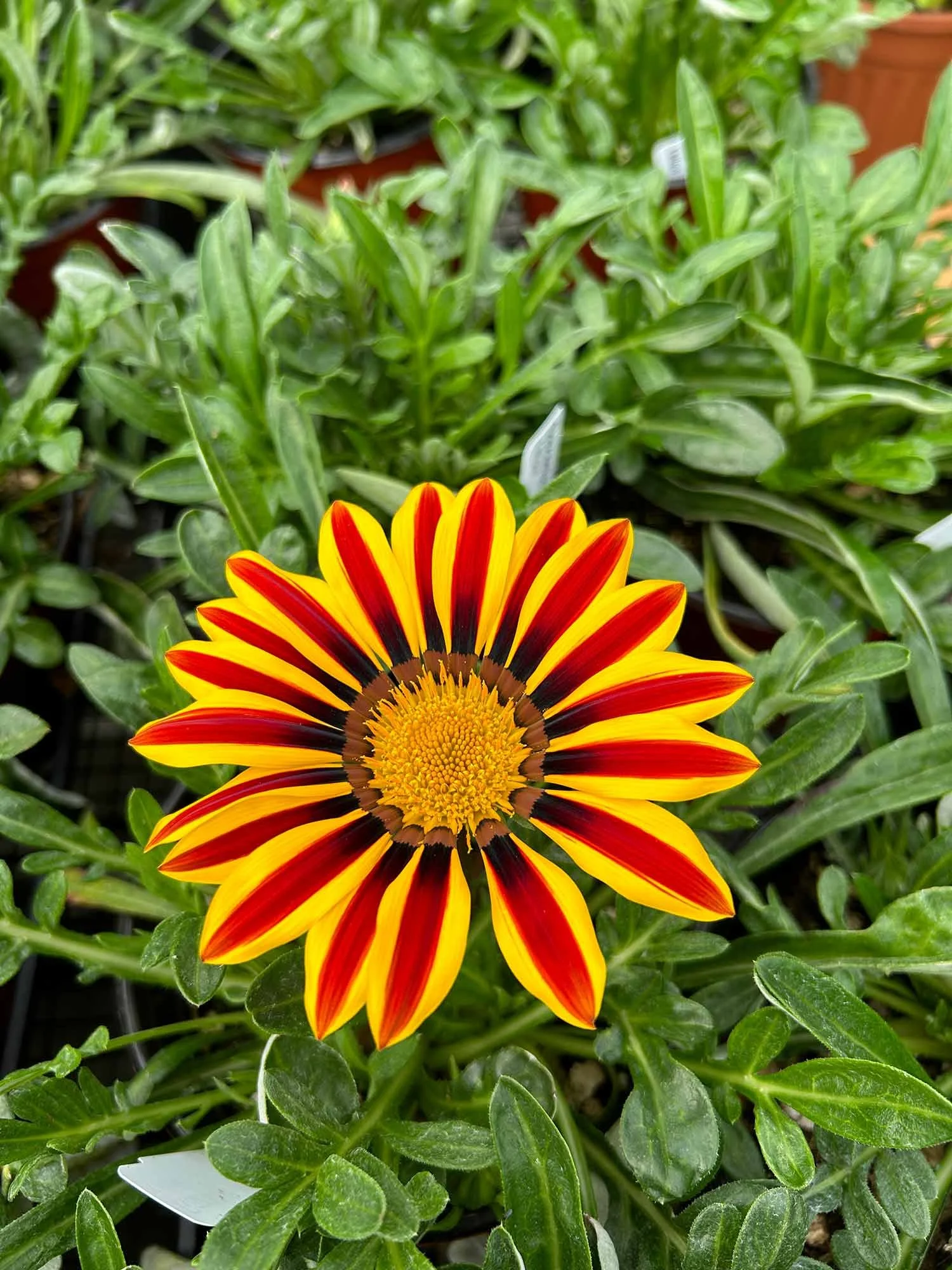 A vibrant yellow and red gazania with a dark center, surrounded by green foliage.