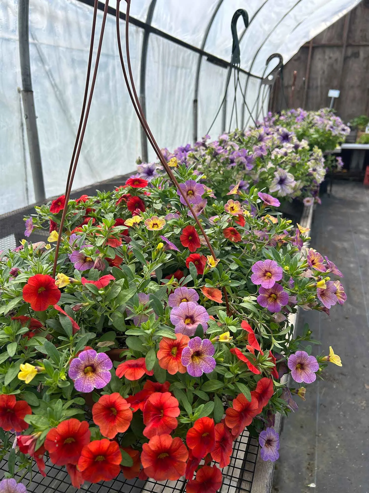 Hanging baskets of colorful petunias, red, purple, and yellow, in a greenhouse 